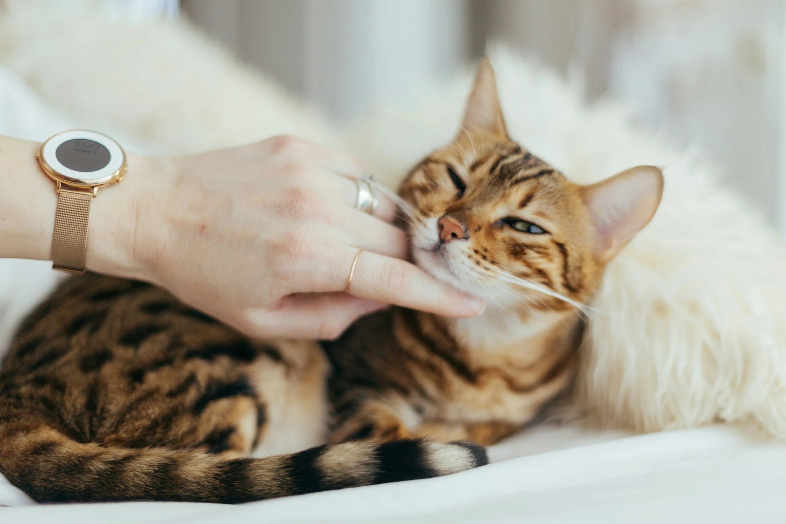 what to do after your cat's vaccines: a holistic cat mom's complete guide