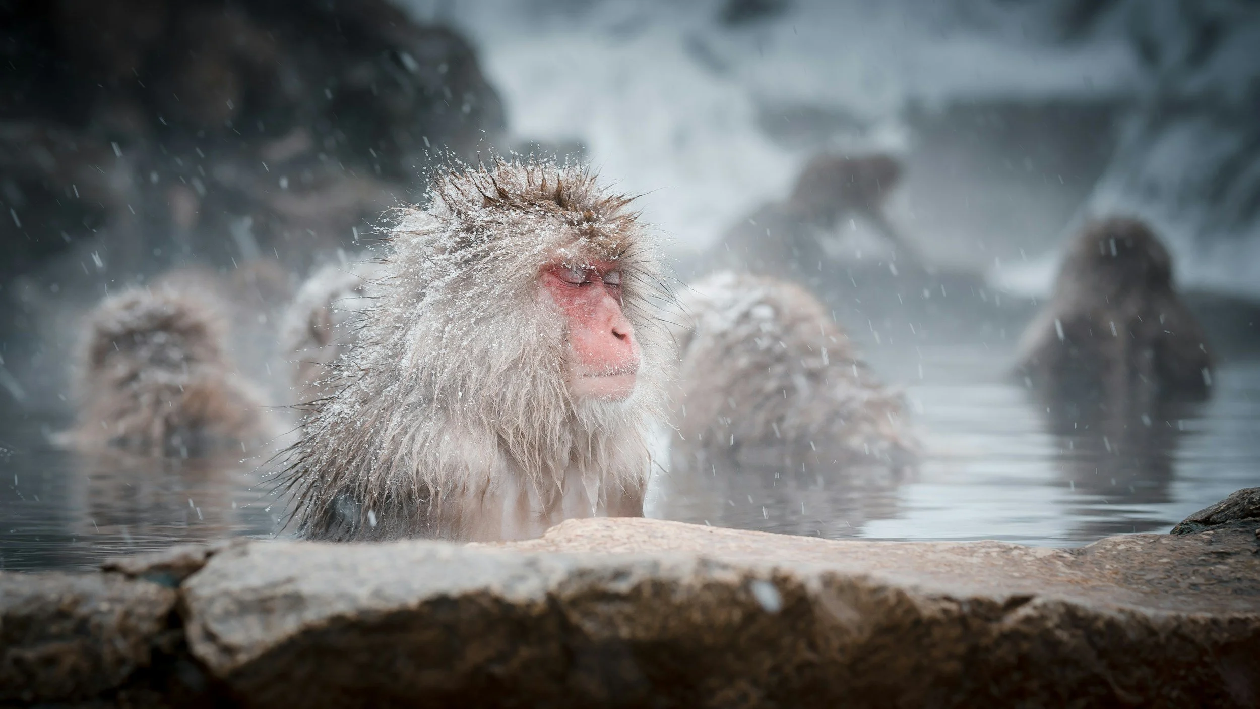 Nagano: Snow Monkeys