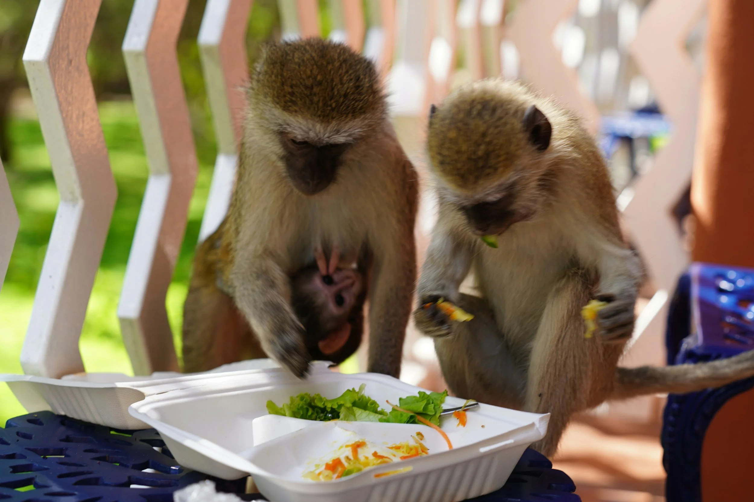 St. Peter: Monkey Feeding at Barbados Wildlife Reserve