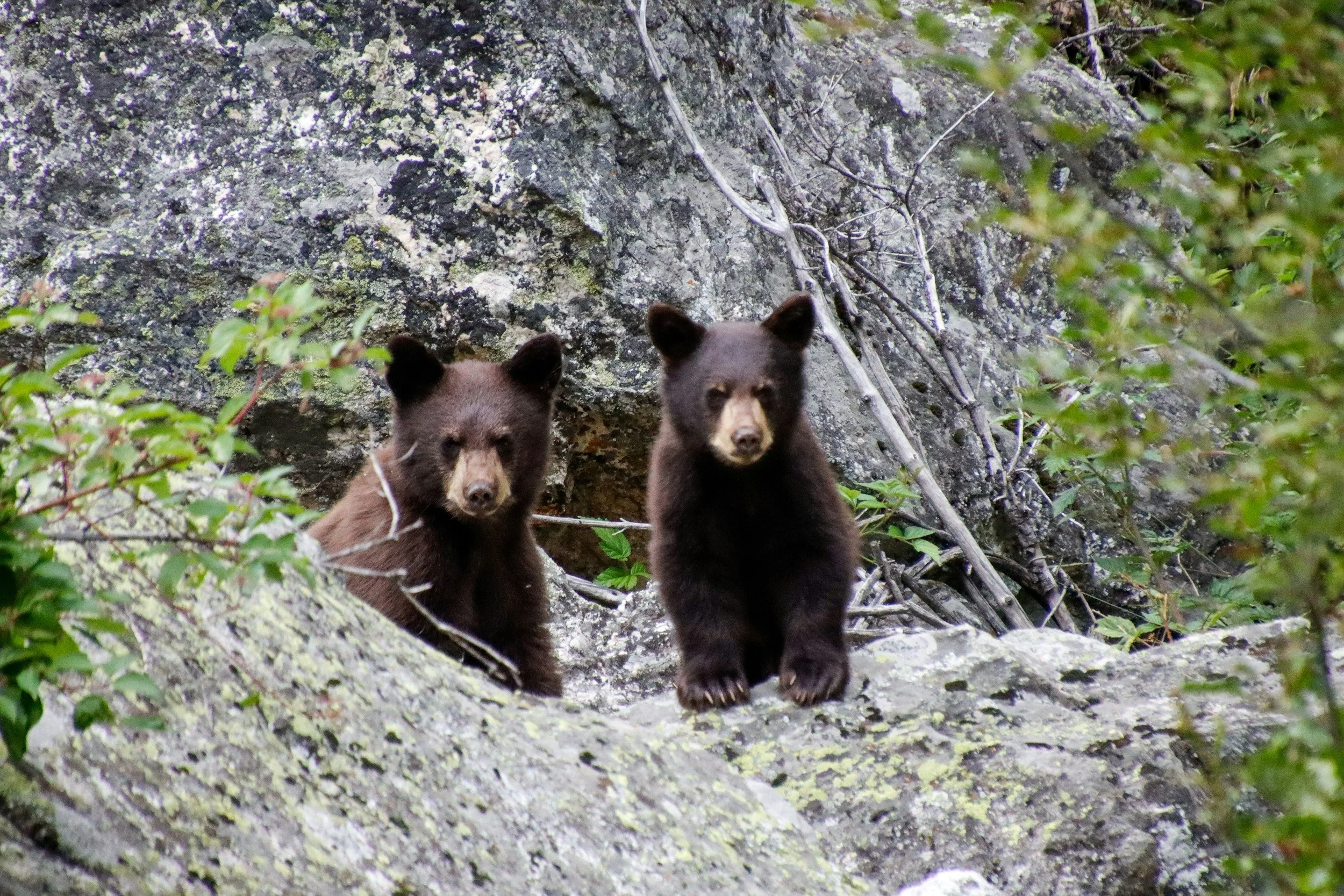 Jasper National Park: Evening or Morning Wildlife Watch Tour