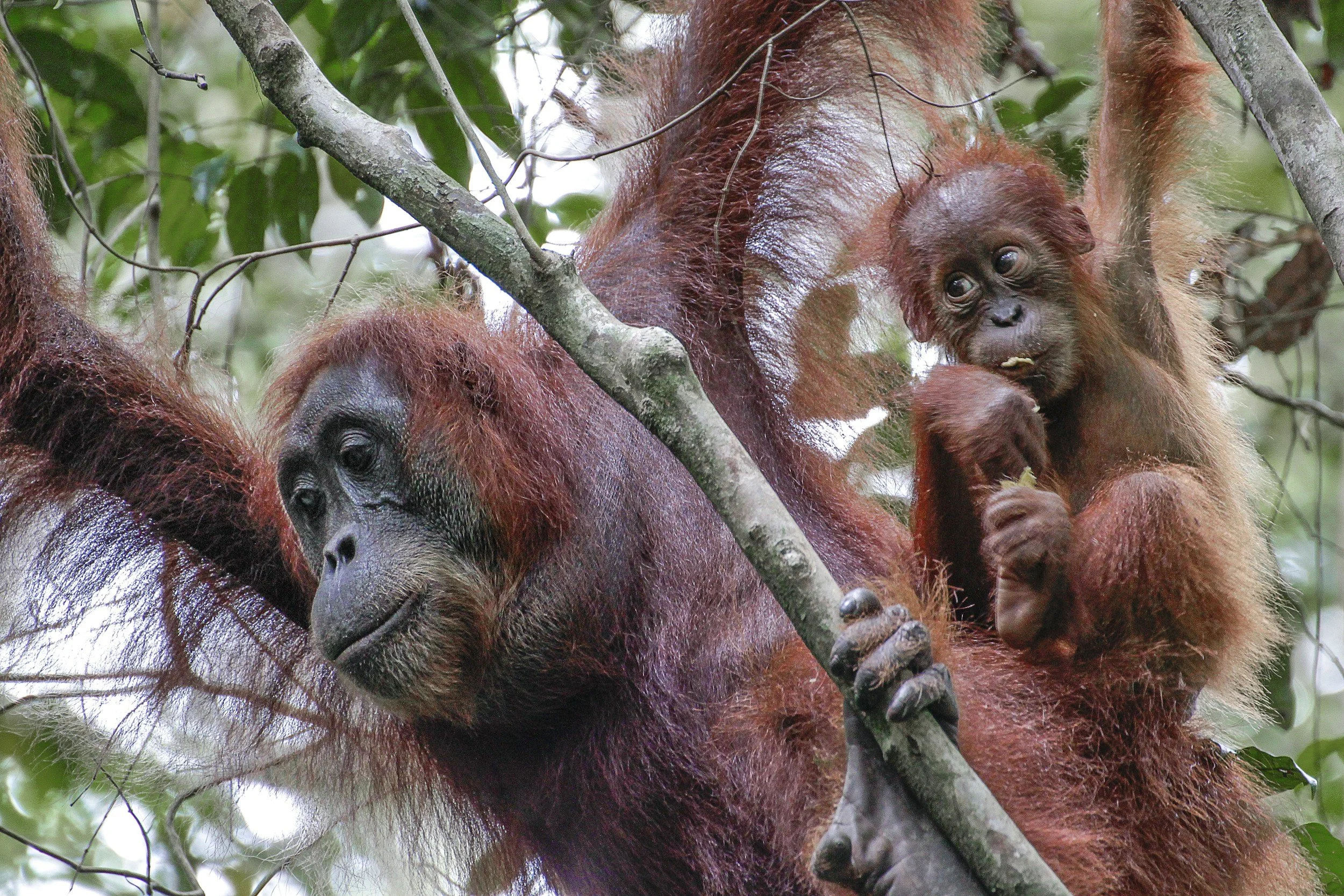 Sumatra’s Wild Side: Orangutans, Rivers & Rural Life