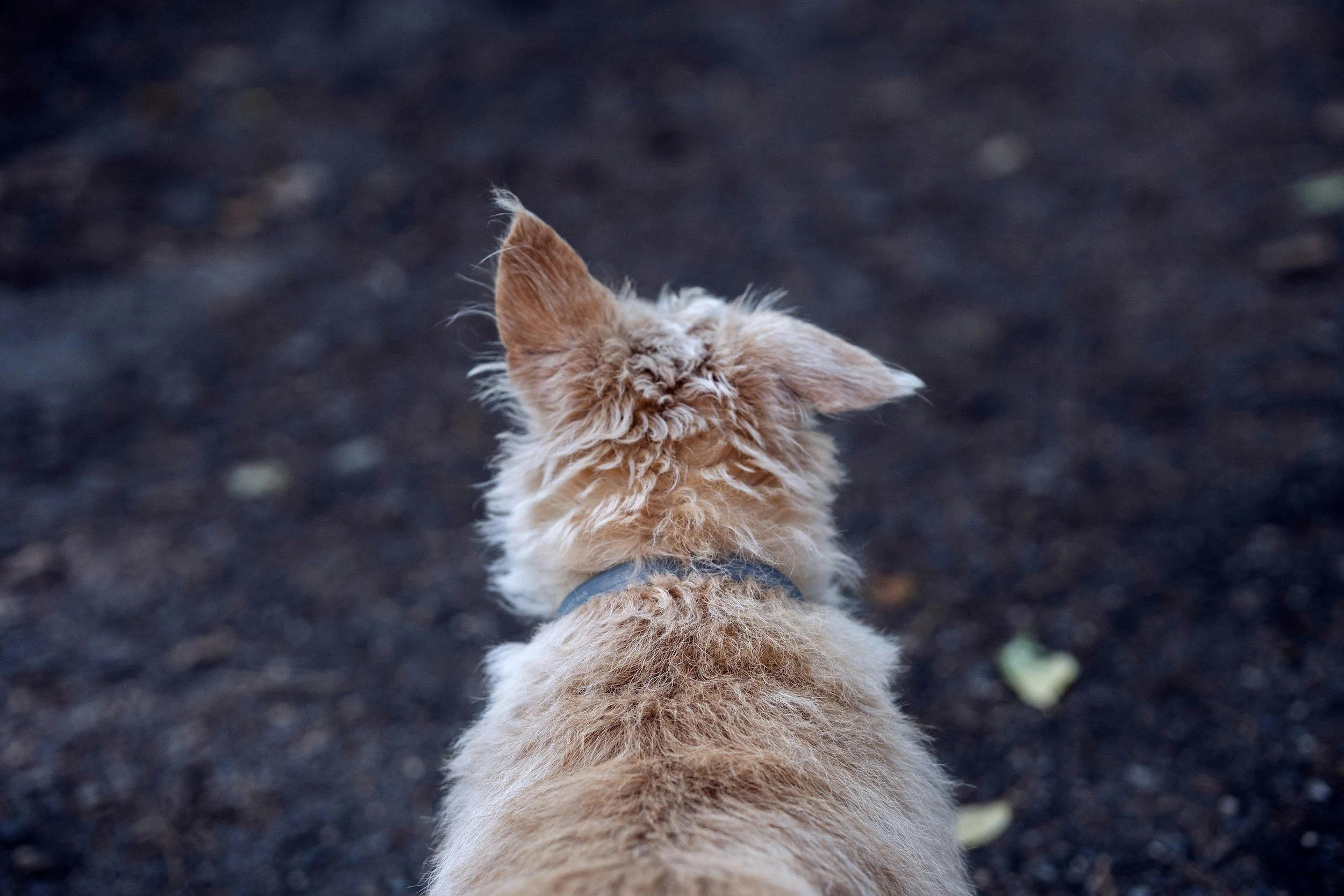 Street Dog Rescue & Rehabilitation