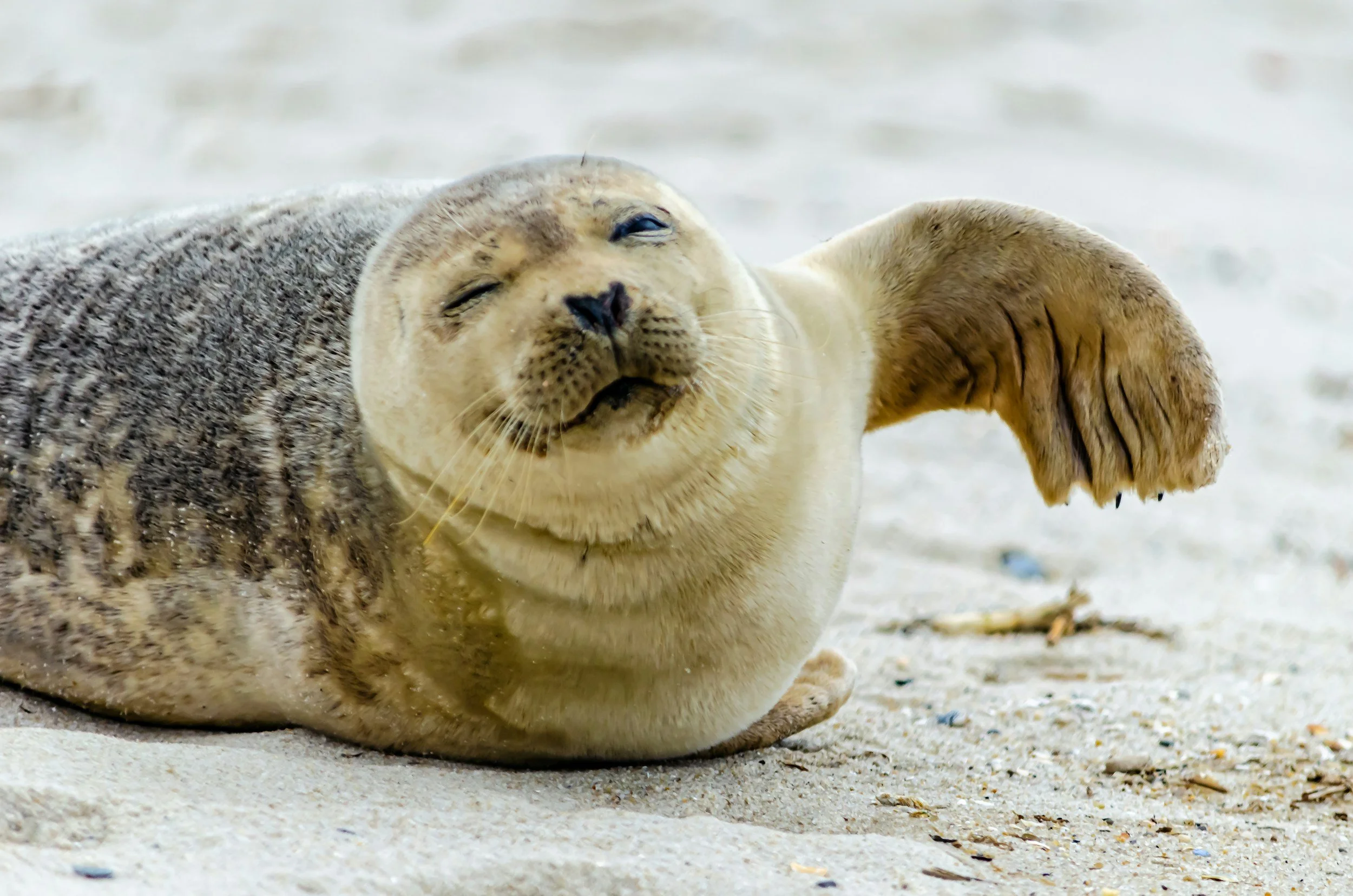 Palomino Islands, Sea Lions Swim & Yacht Tour