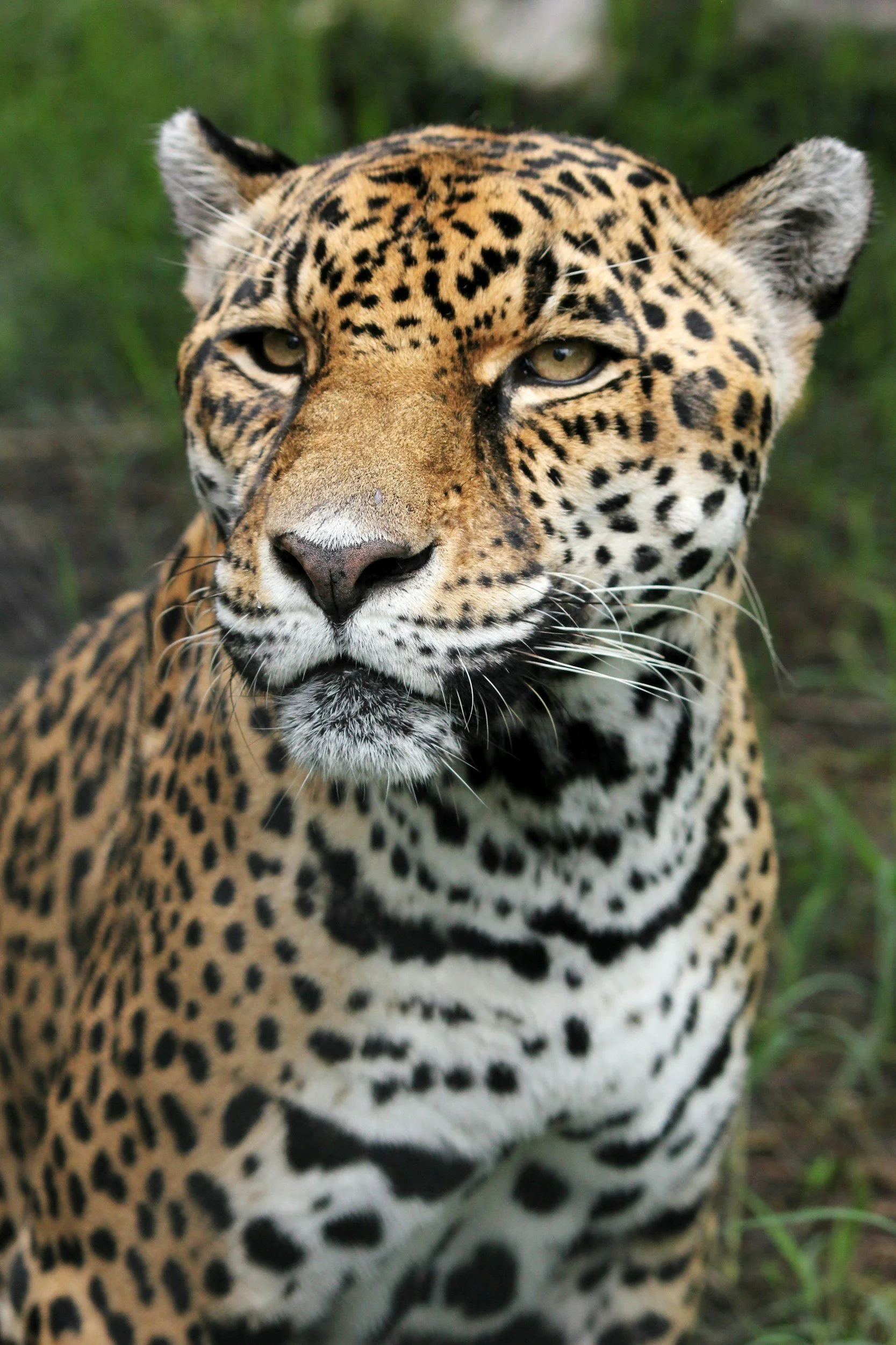 São Paulo: 3-Day Eco Safari 