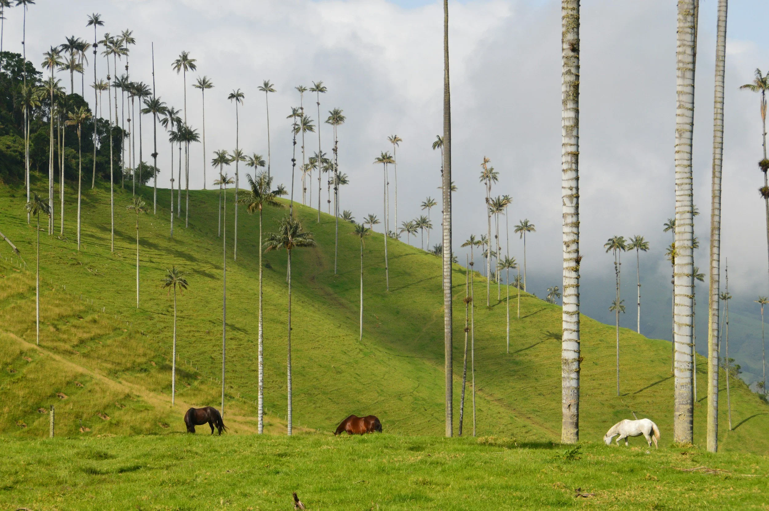 Cocora Valley, Salento & Coffee Farm
