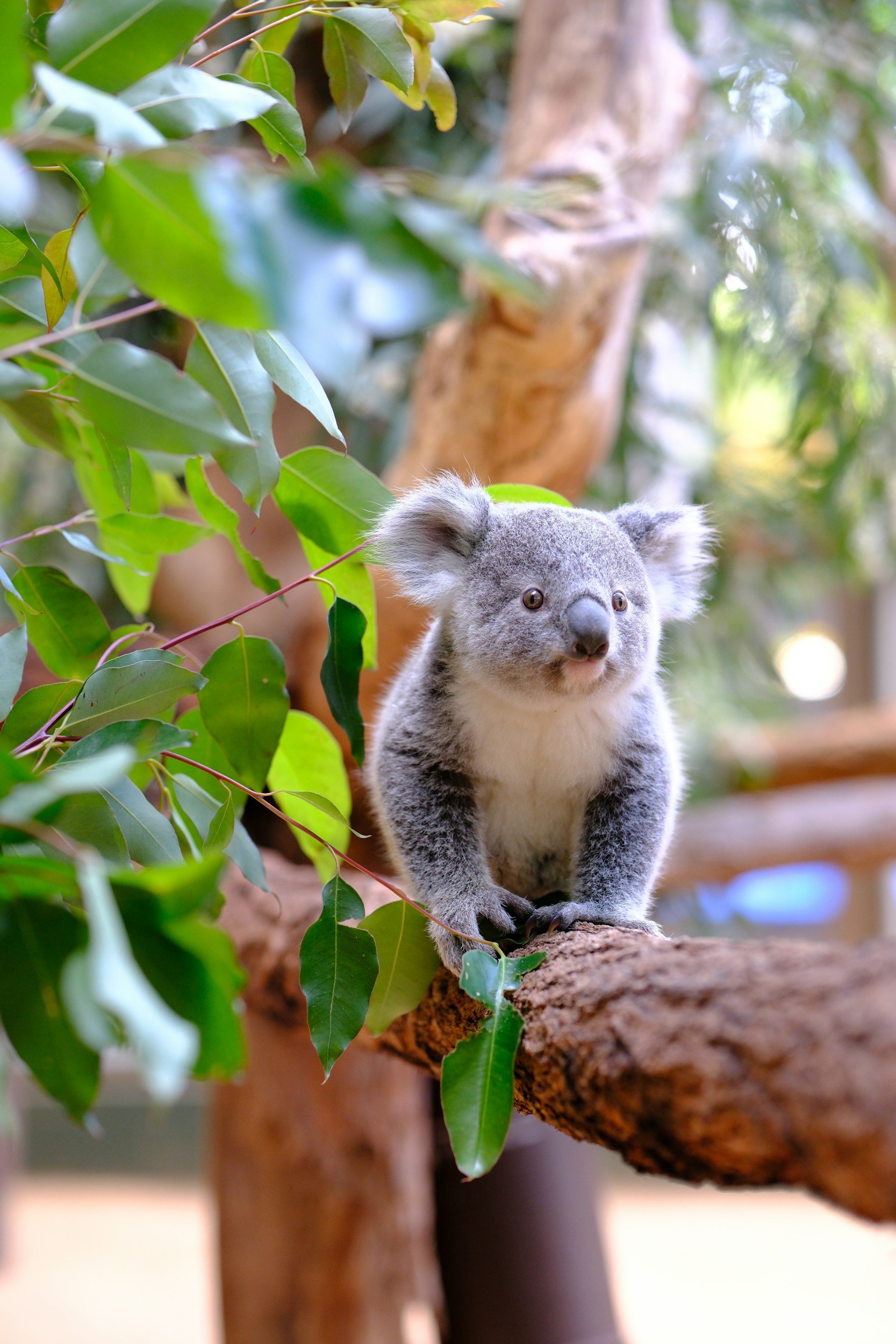 Australia Tours