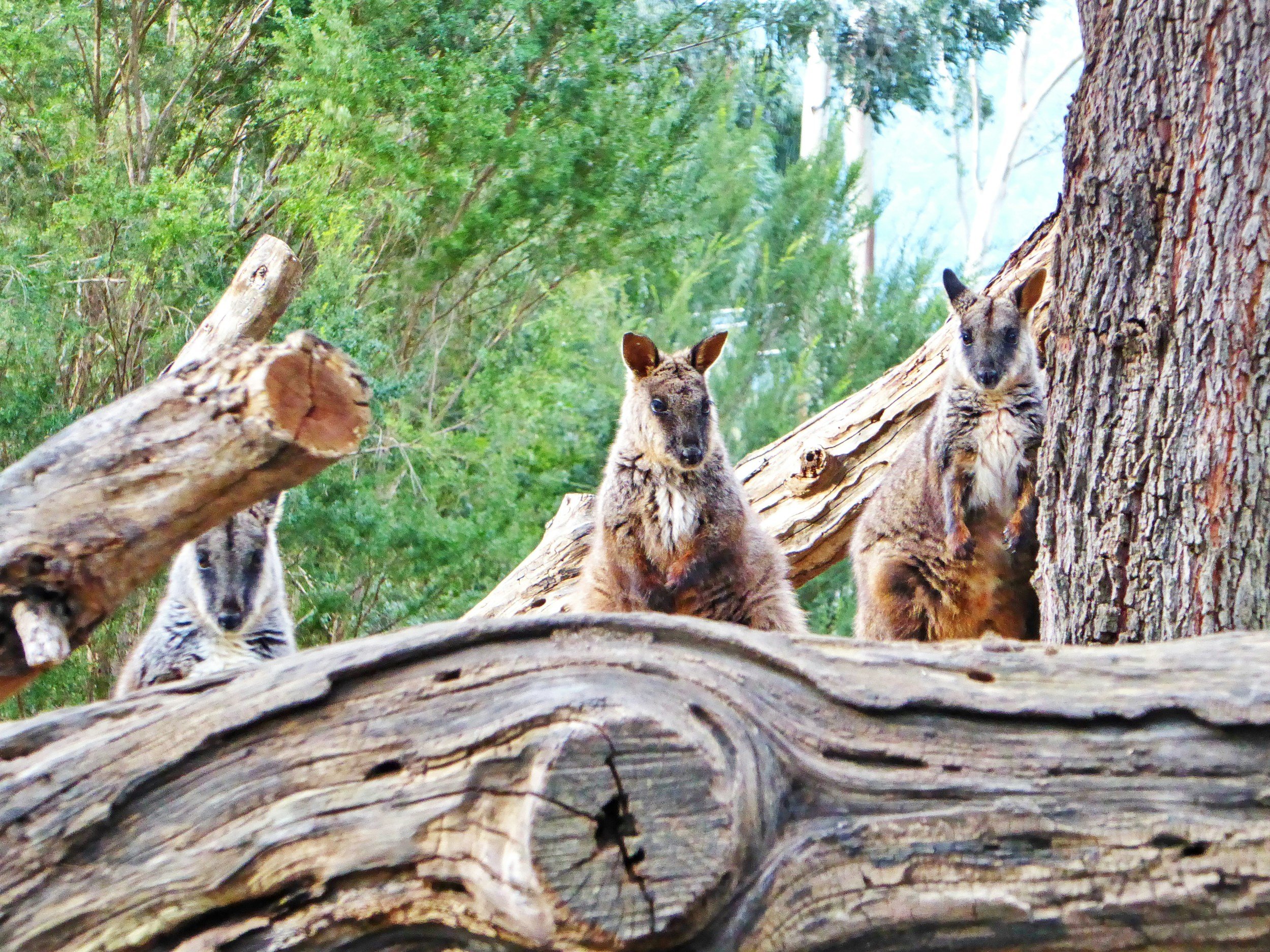 South Australia