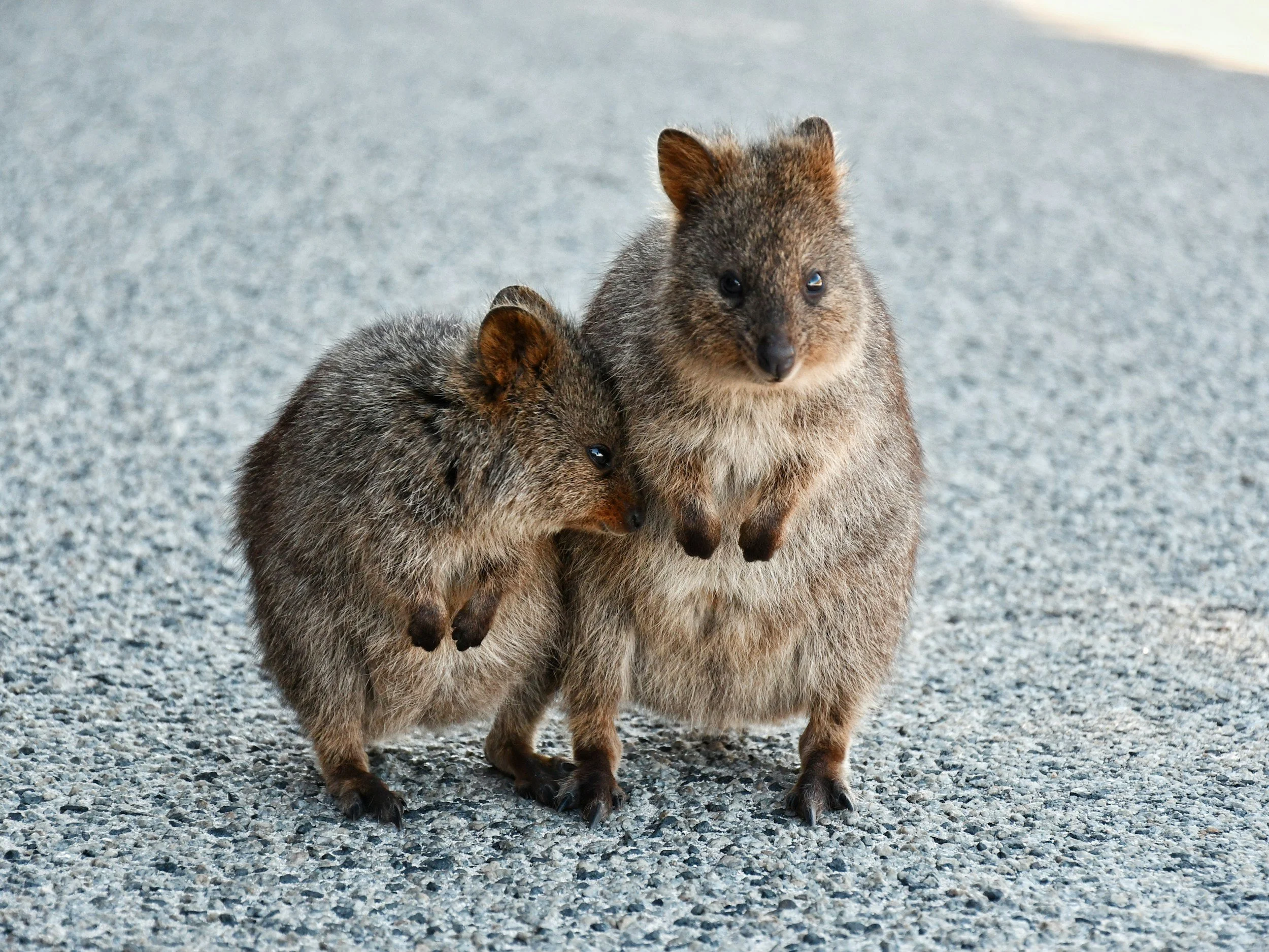 Rottnest Island