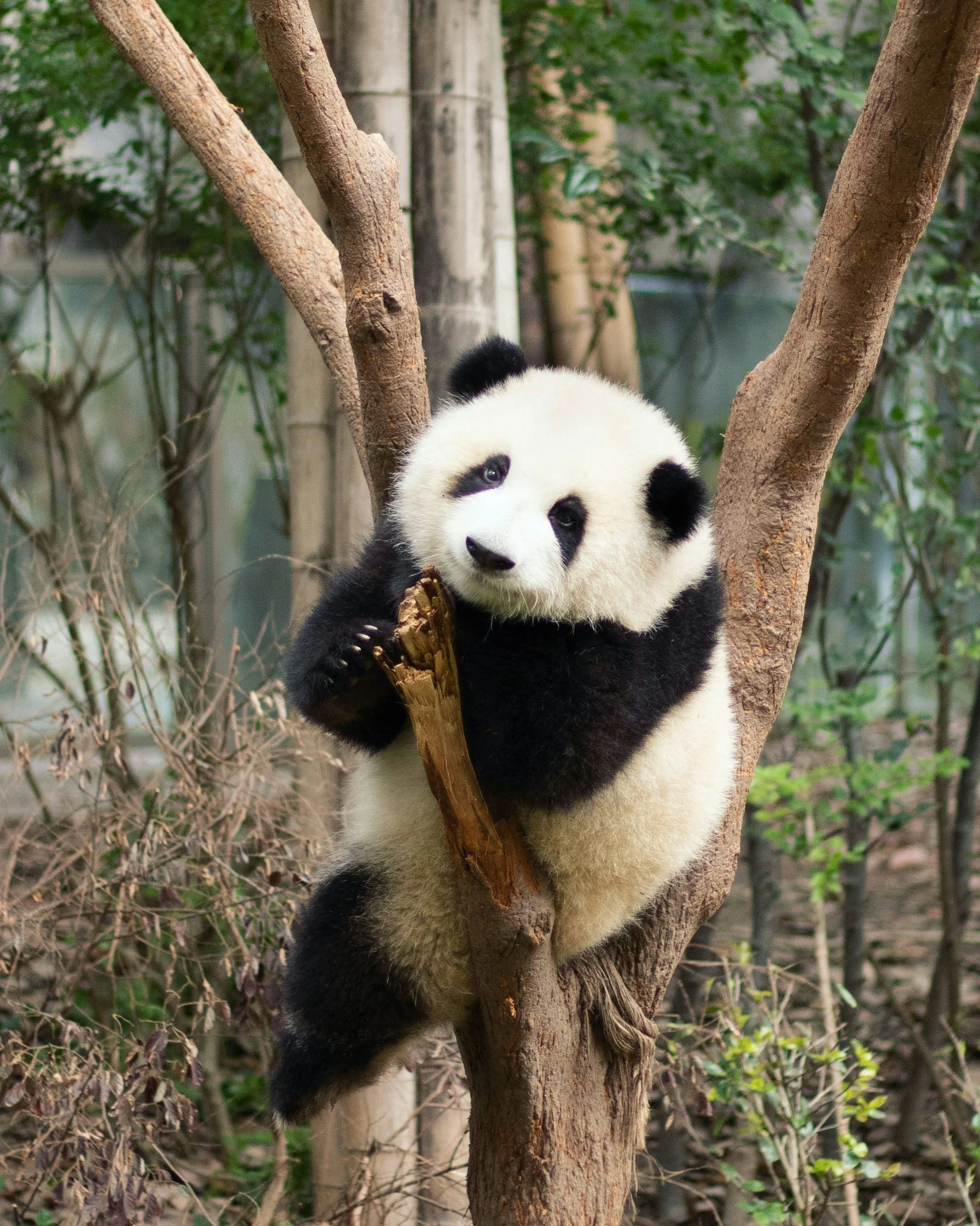 Panda & Friends Tour and a Day at Adelaide Zoo