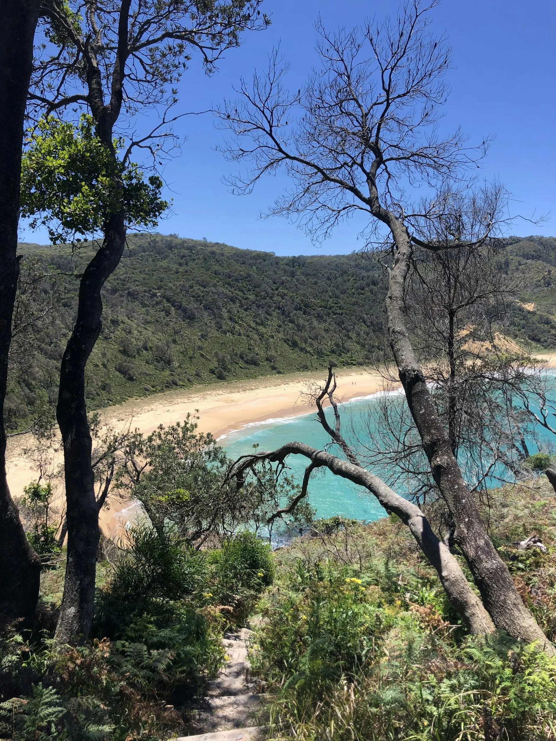 Jervis Bay Day Trip with Dolphins, Roos & Beach Time