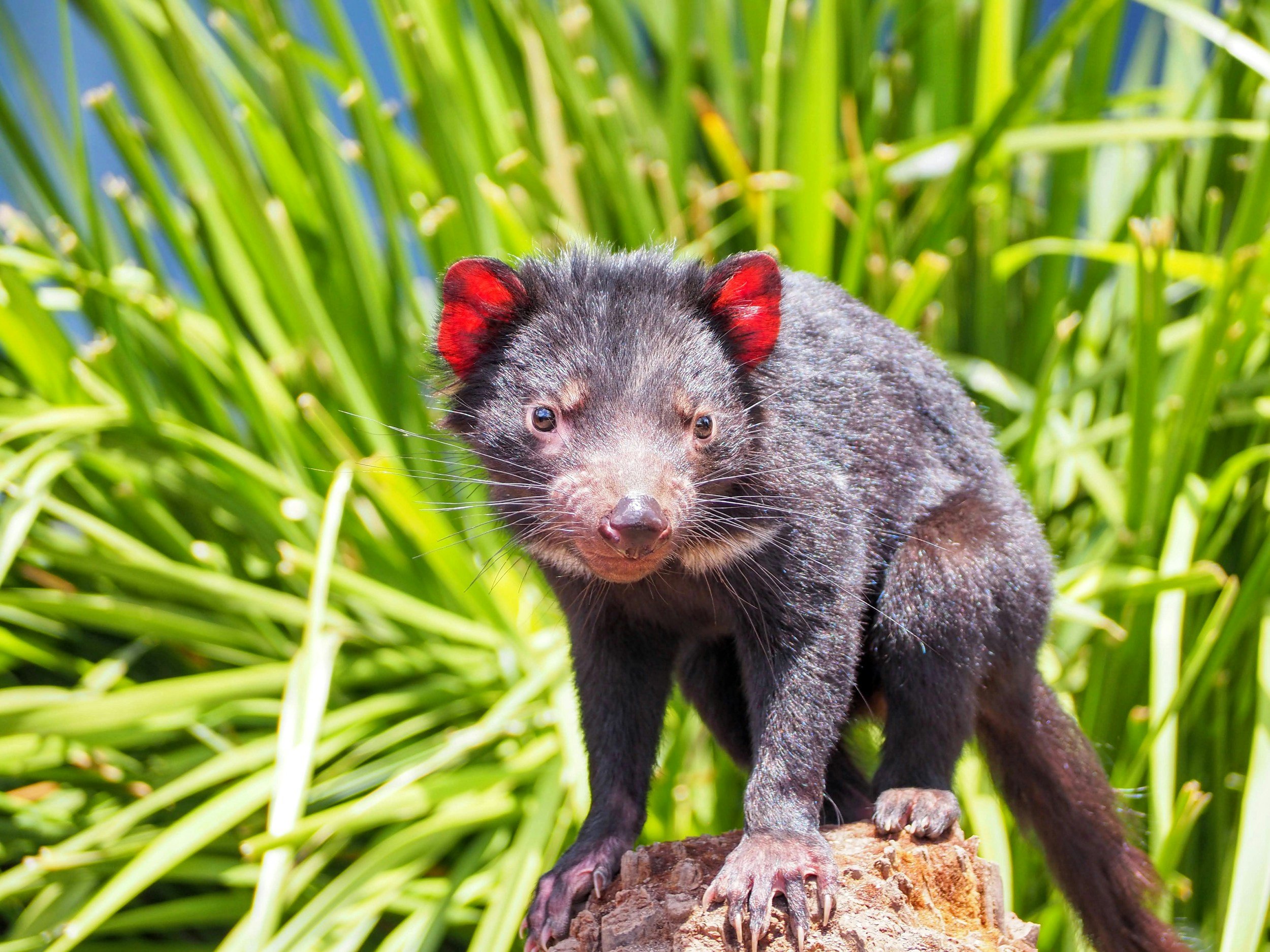 Port Arthur, Tassie Devils & Tasman National Park