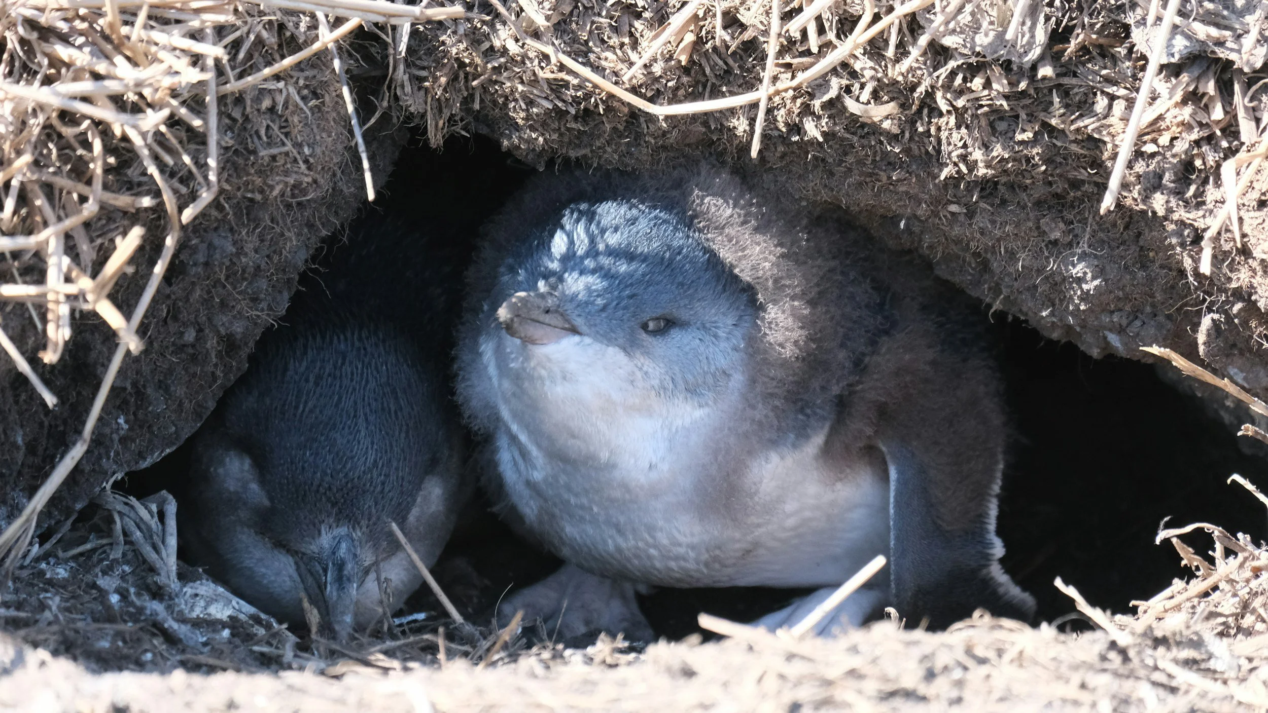 Phillip Island & Penguin Parade