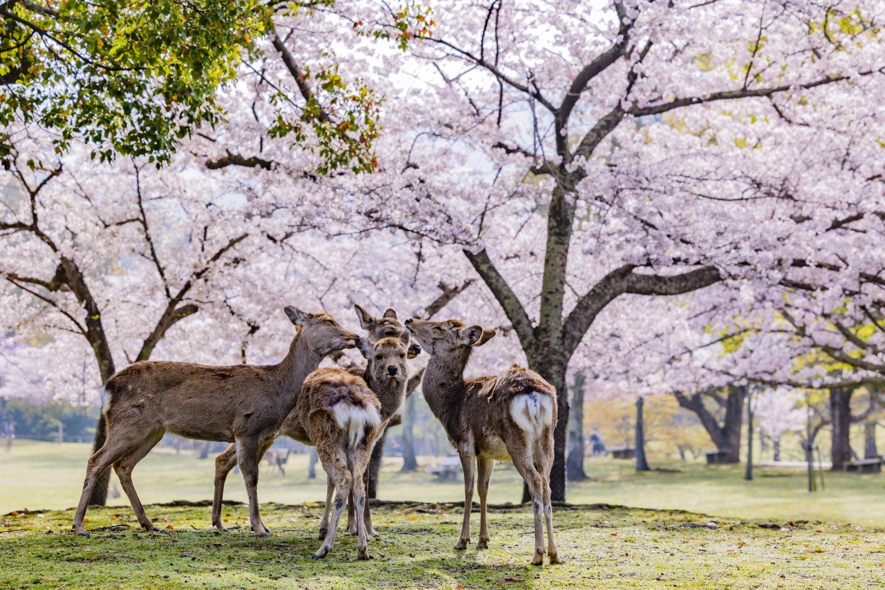 Nara Park 