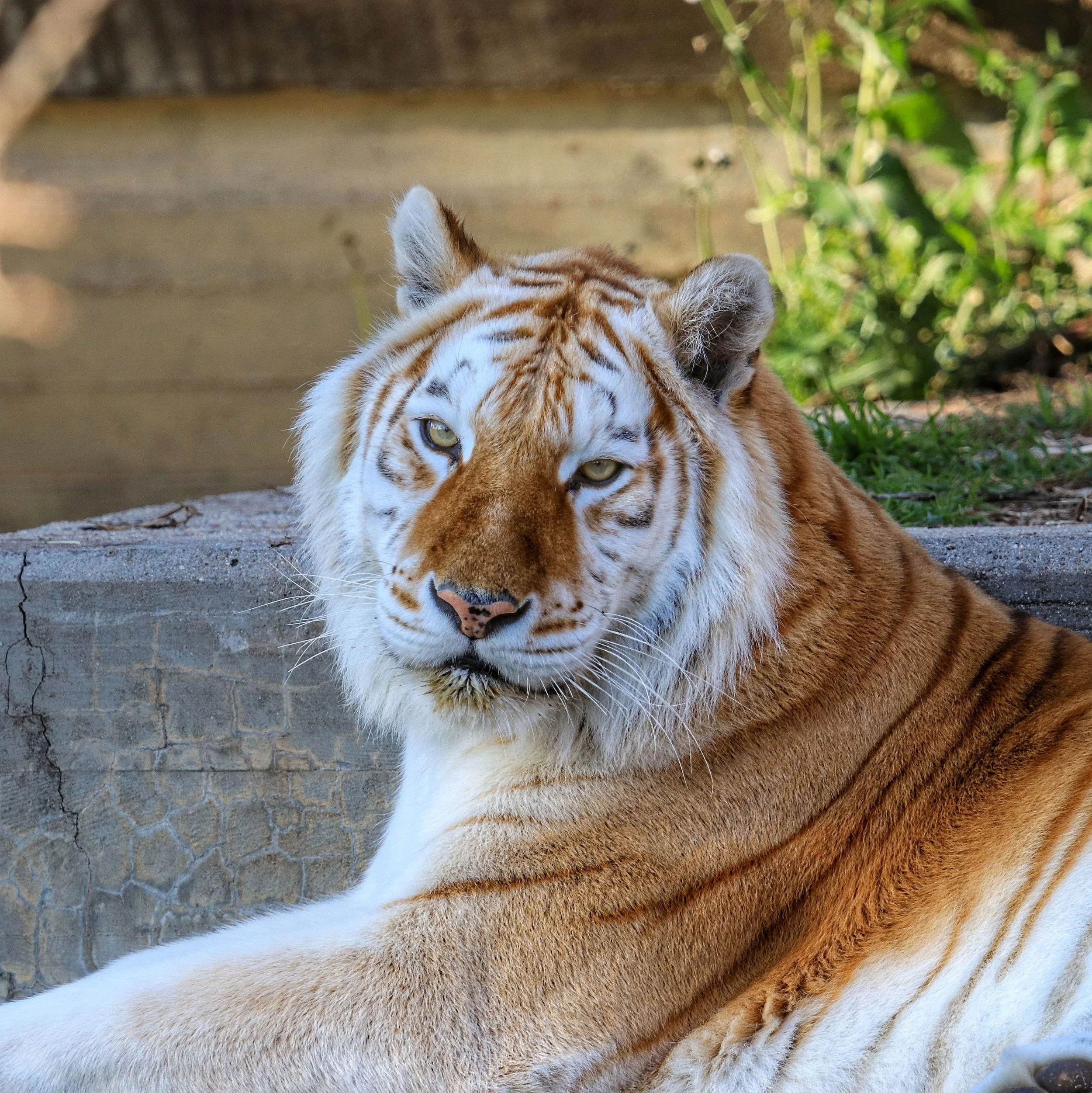 India & Tiger Reserve