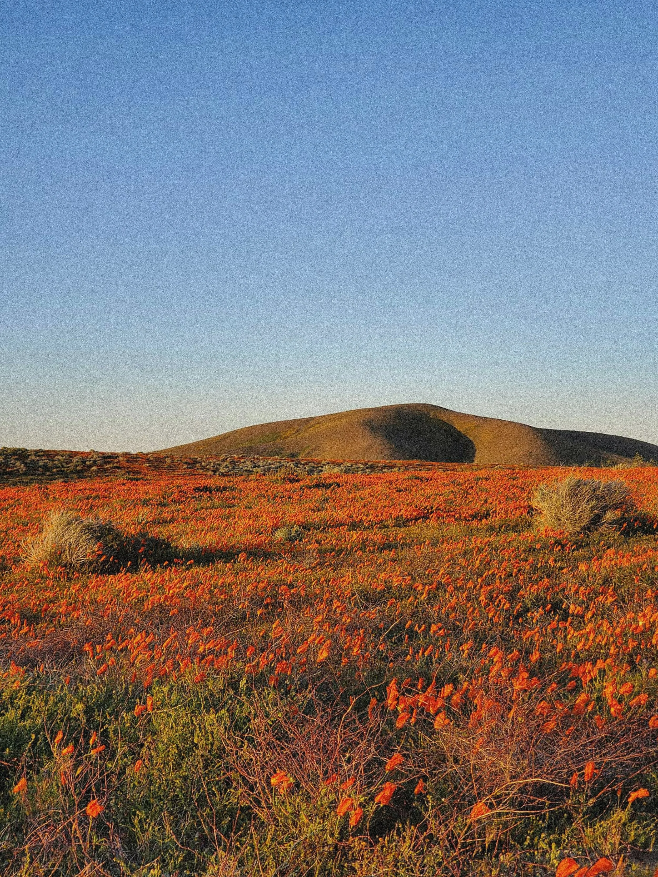 A landscape of a desert with orange wildflowers, green shrubs, and a small hill in the distance under a clear blue sky.