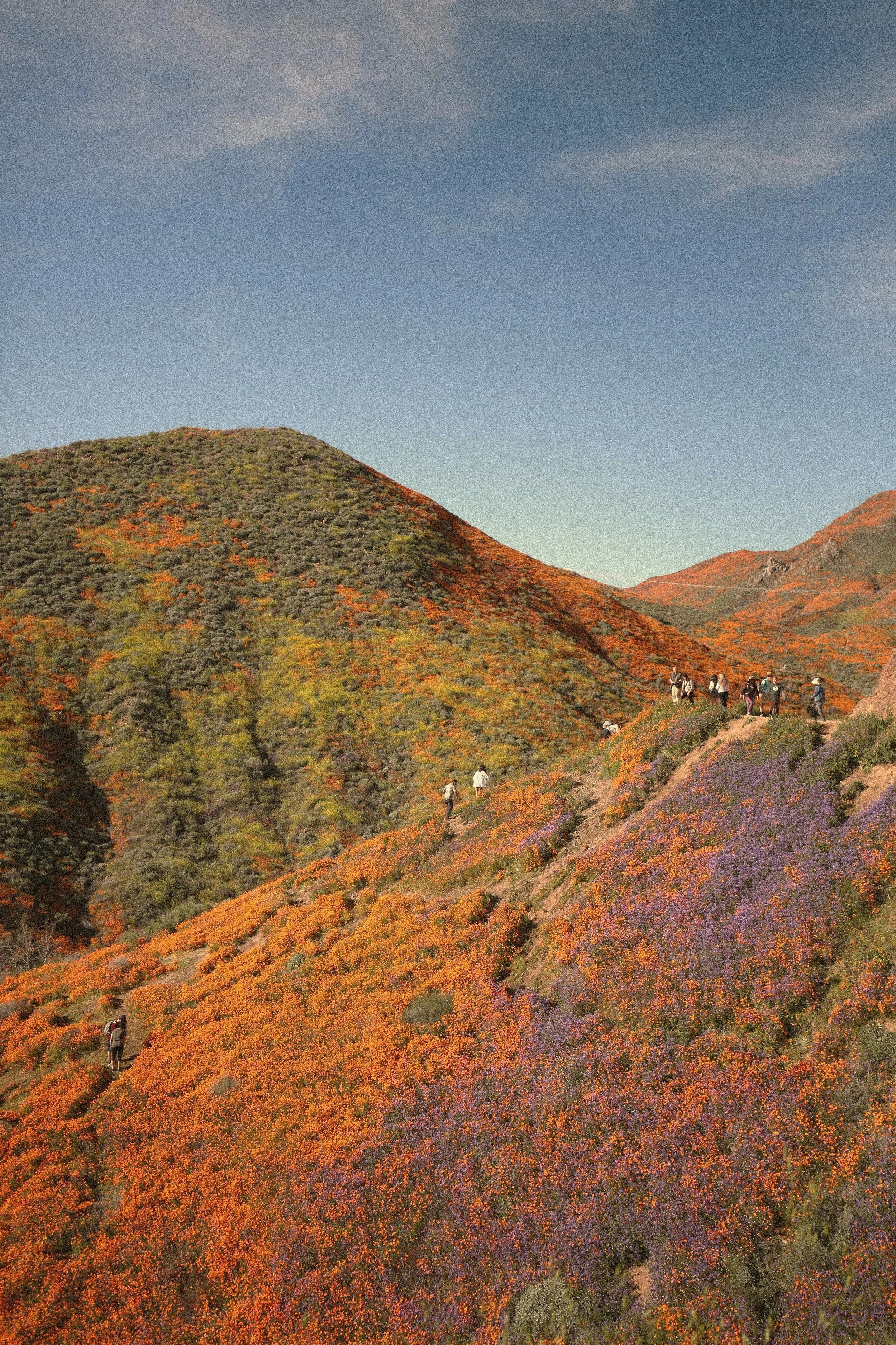 Hikers walking along a trail on a hillside covered with orange and purple flowers, with green and brown mountains in the background under a blue sky.