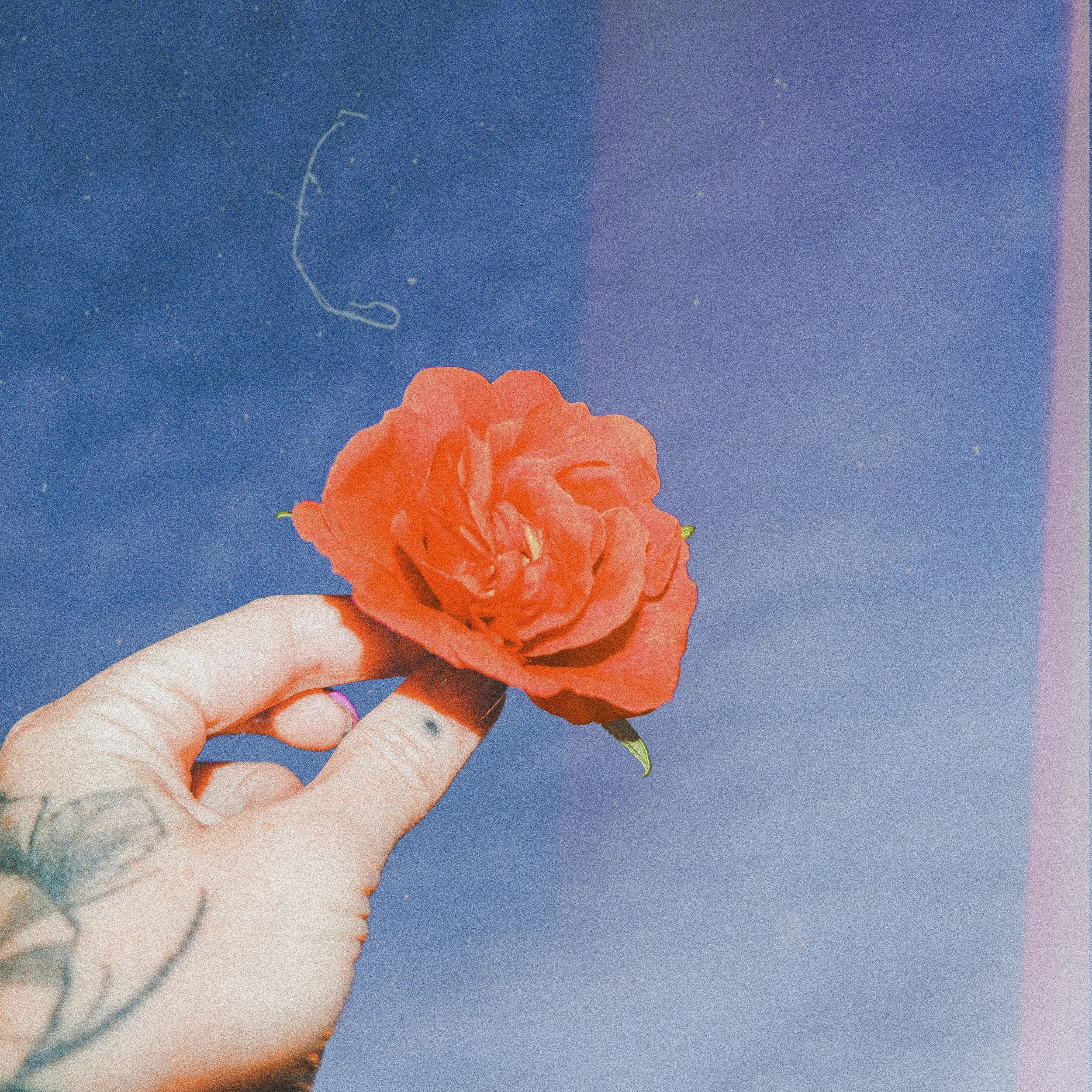A hand with tattoos holding a red rose against a blue sky background.
