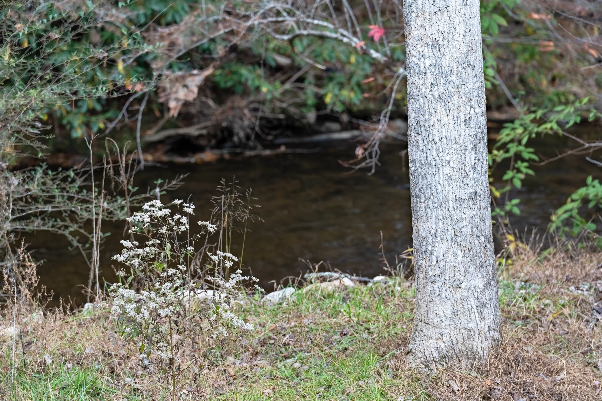 1156 Web Final-41.jpg