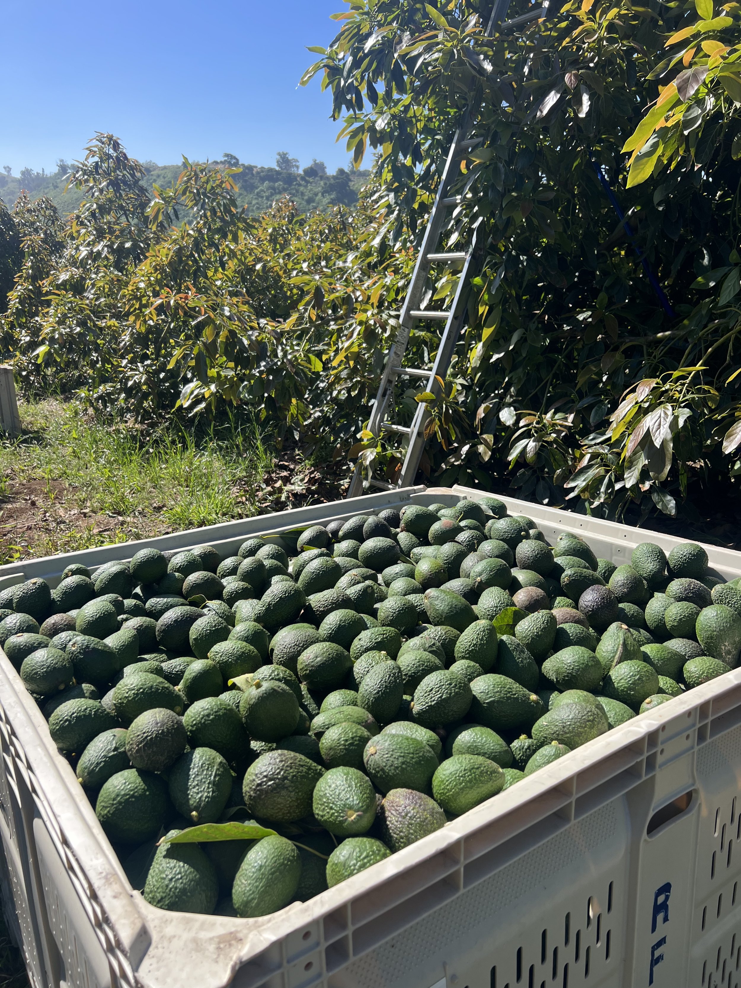 avo.parsonsranch.2023.jpeg