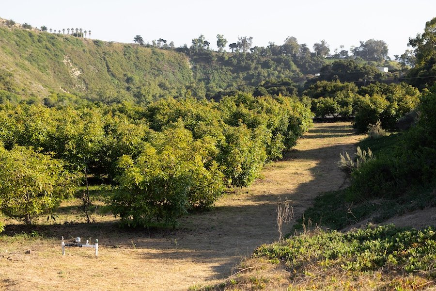 Orchard_Katie.jpg
