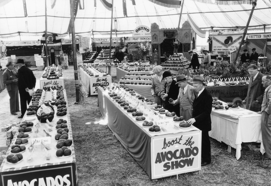 Avocado Show, Whittier, 1933. Courtesy Eyre Powell Chamber of Commerce, Los Angeles Public Library Photo Collection.