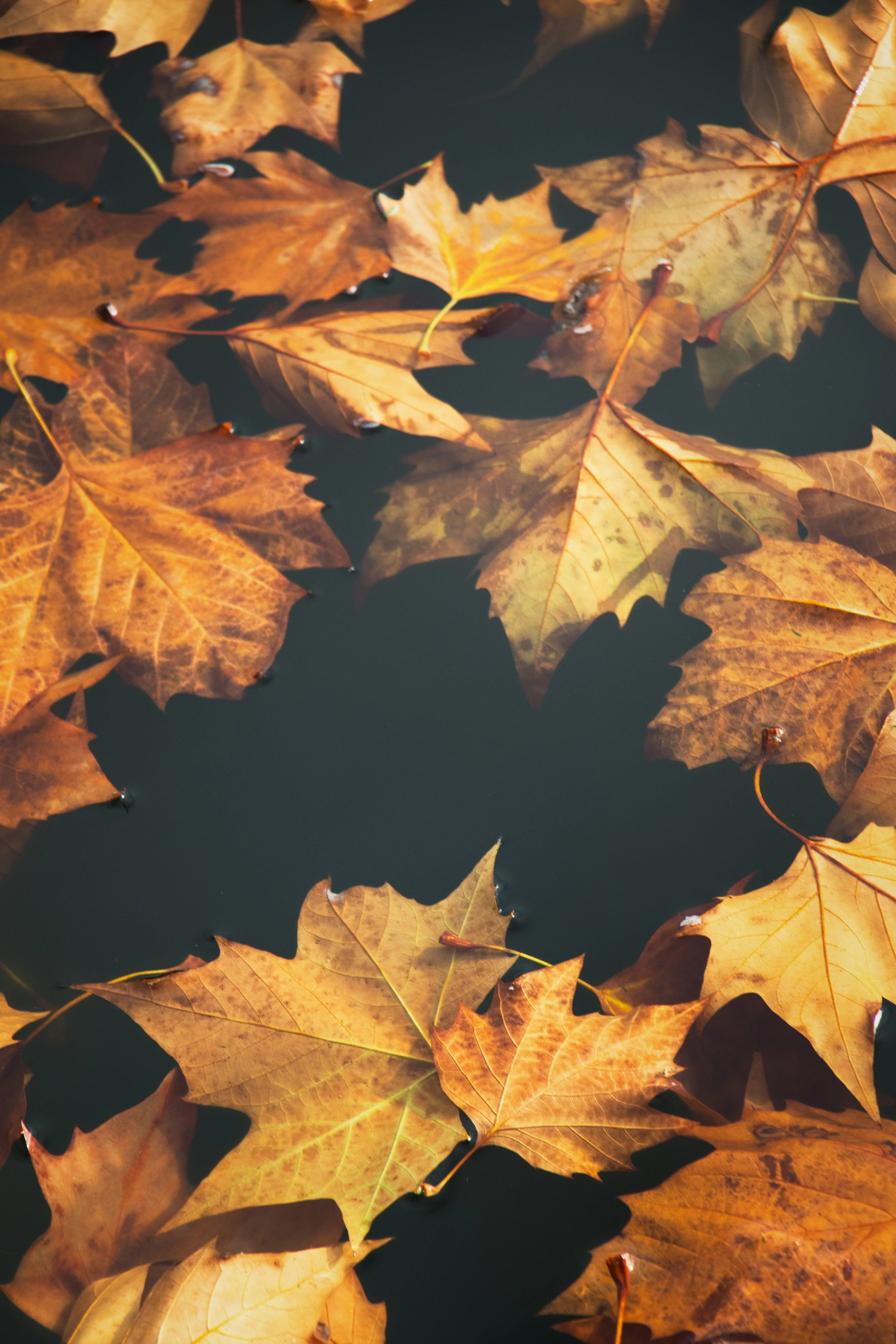 The Season of Letting Go