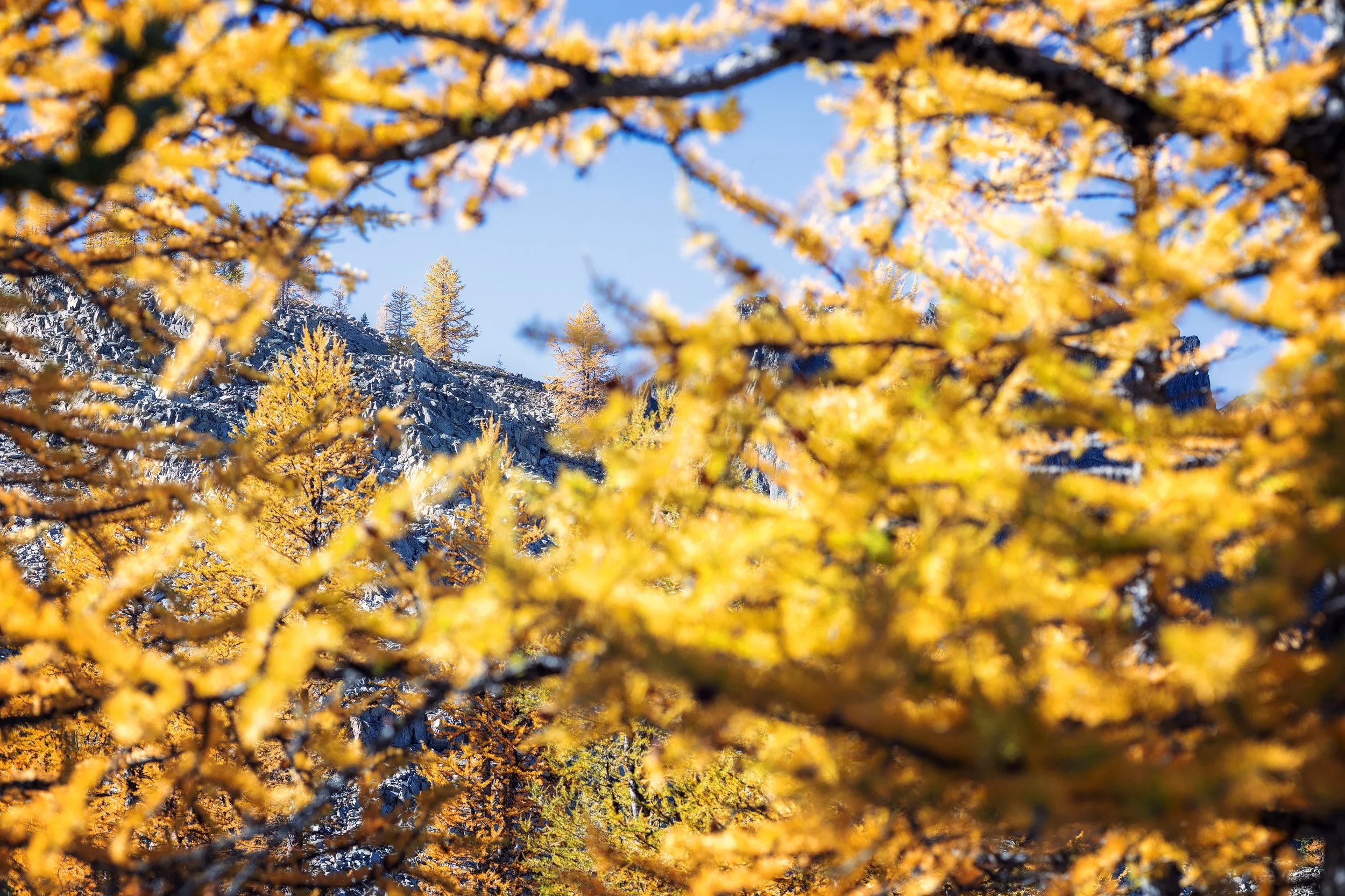 Swipe to see my immediate reaction to taking this picture. Glad I was got up to see the larches before the snow came in