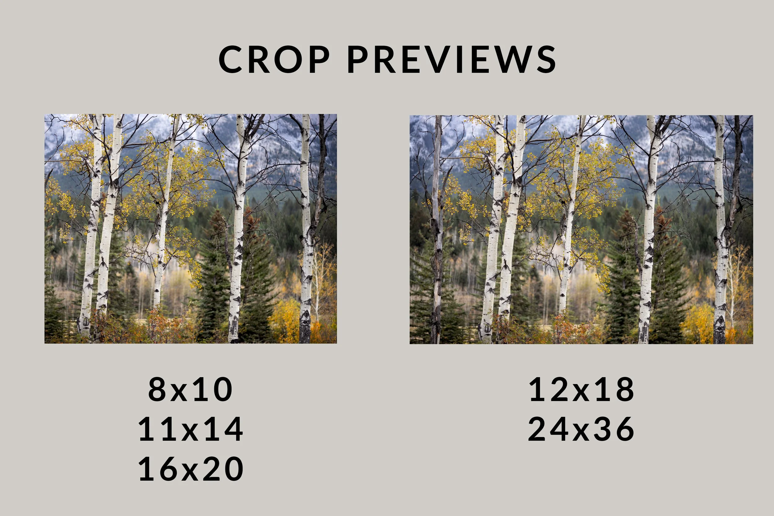 Autumn-Aspens-Crop-Previews.jpg