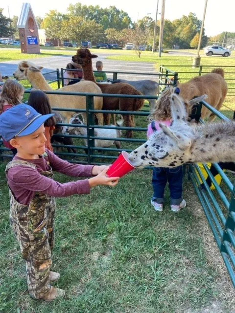 A young boy in camouflage clothing and a blue cap feeds a zebra from a red cup at a petting zoo, with other animals and children in the background.