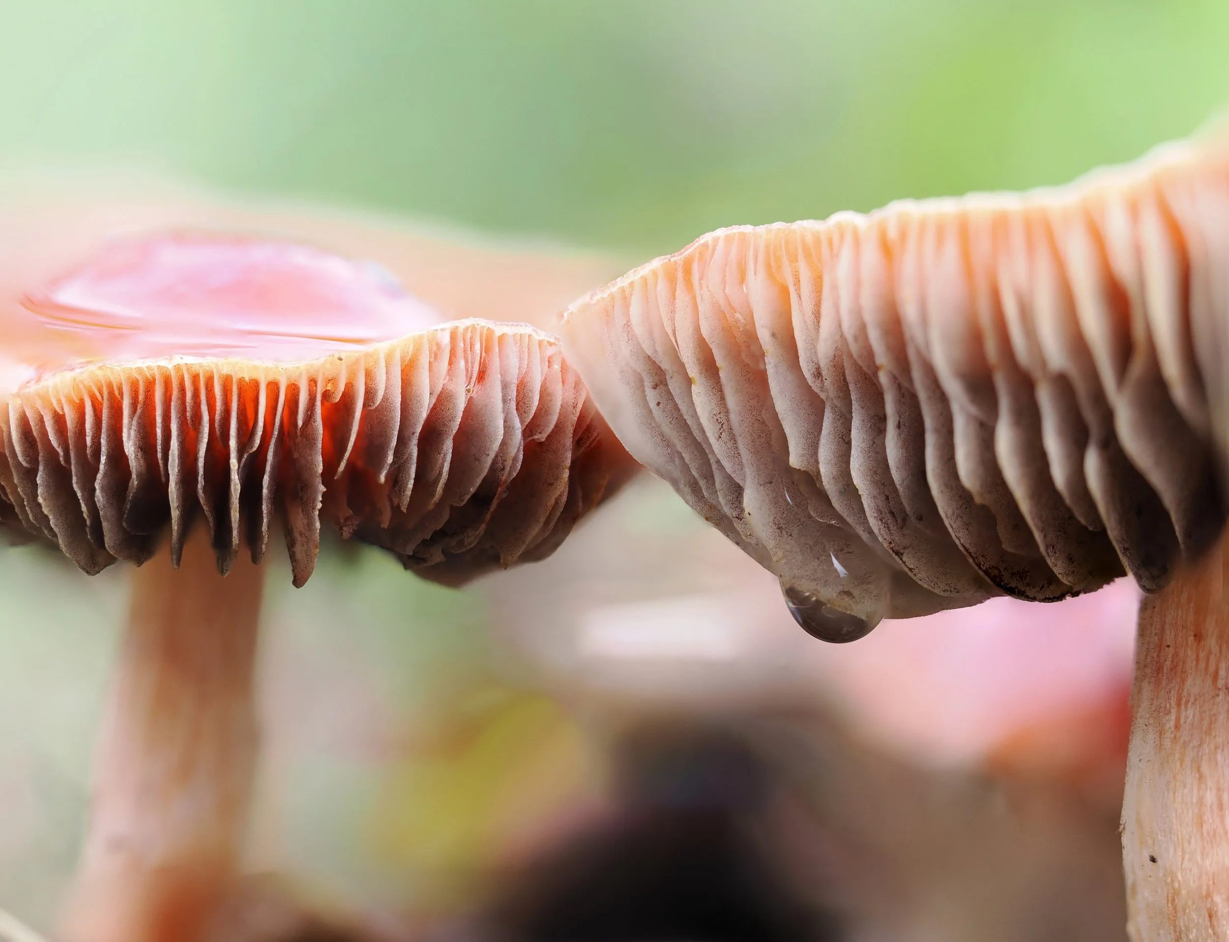 Fel, glimmend en een tikje plakkerig: dit is de Oranjerode Stropharia.