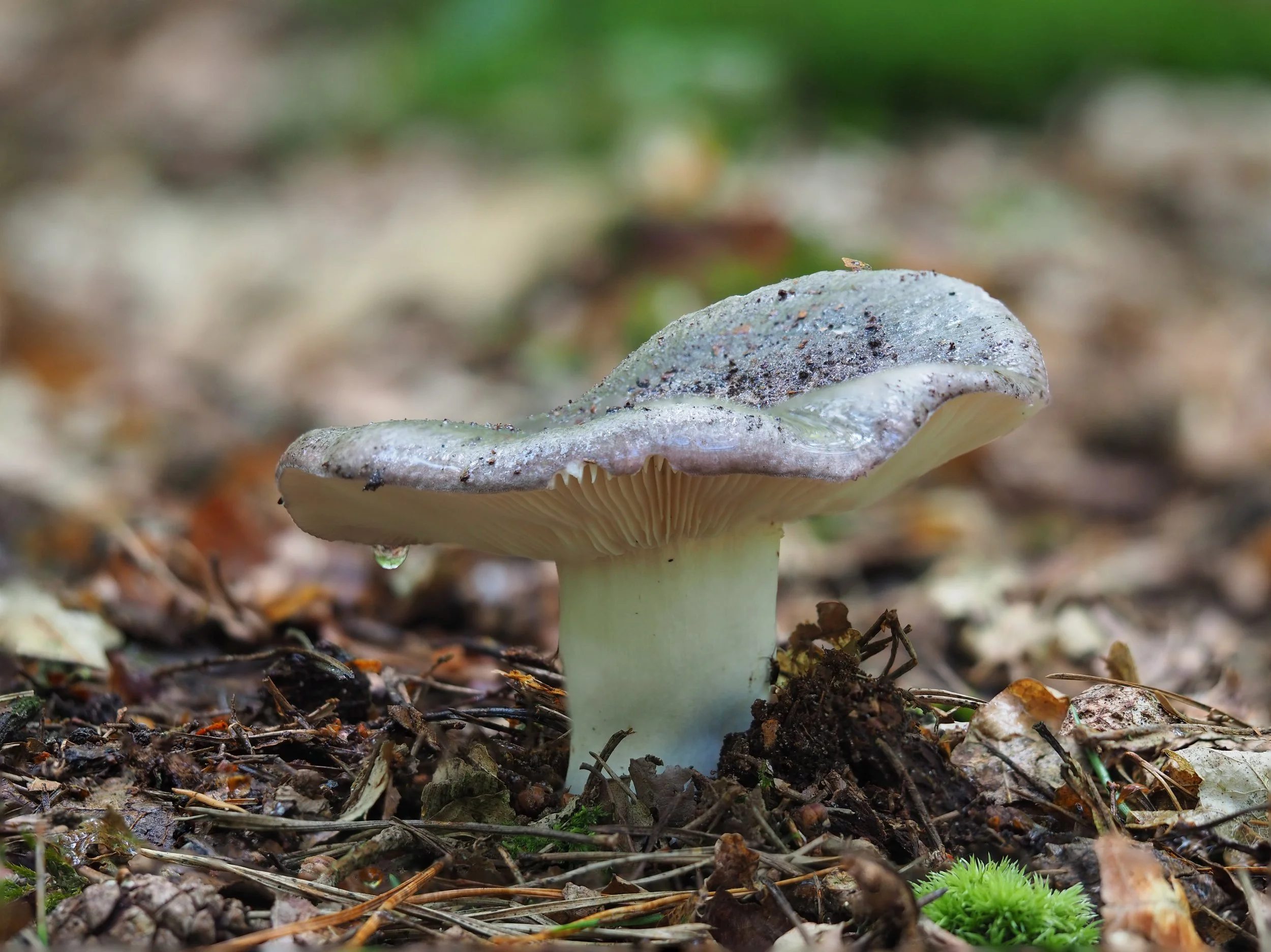 rzandvliet_russulaP7300497.jpg