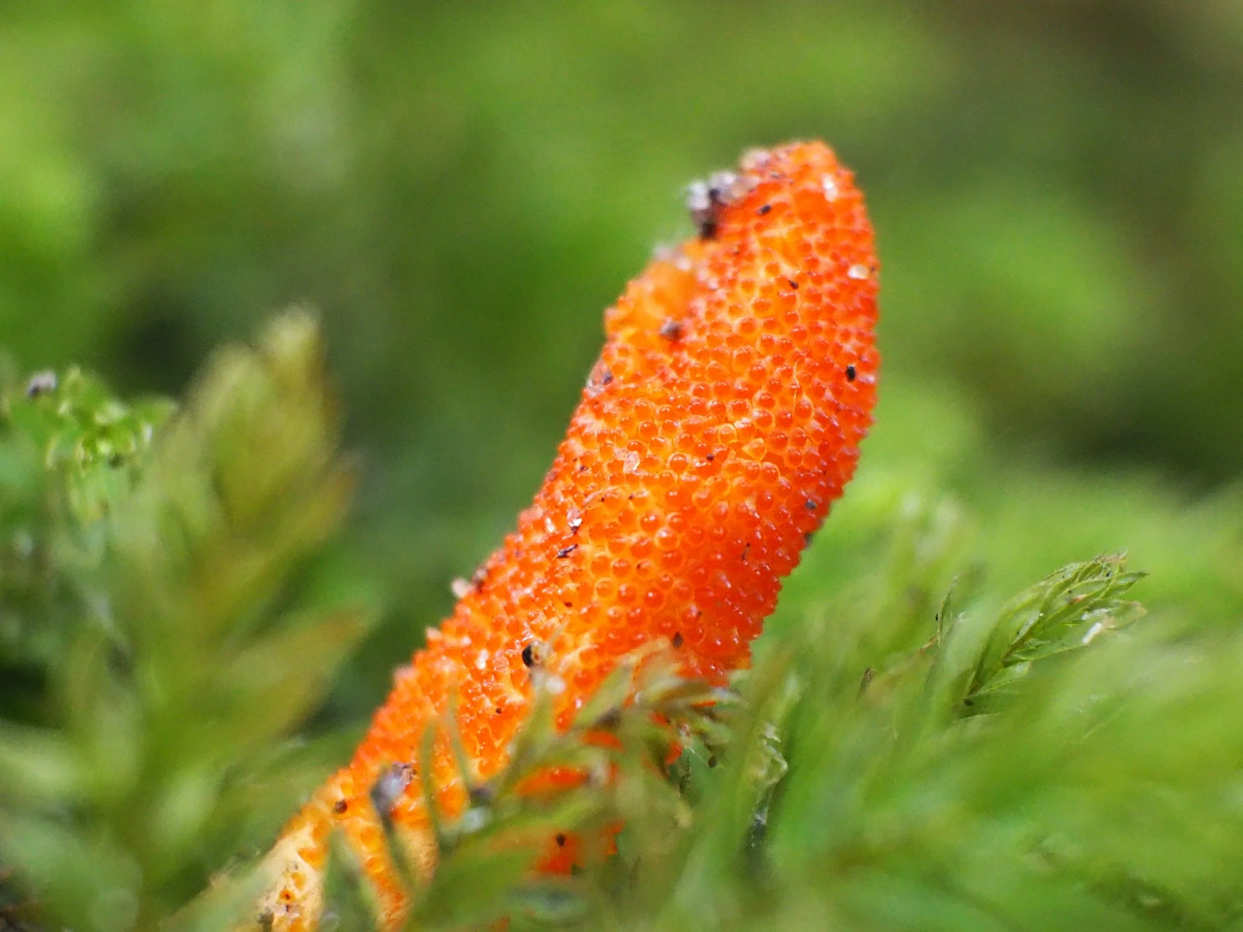 Dé zombie-paddenstoel: dit is de Rupsendoder