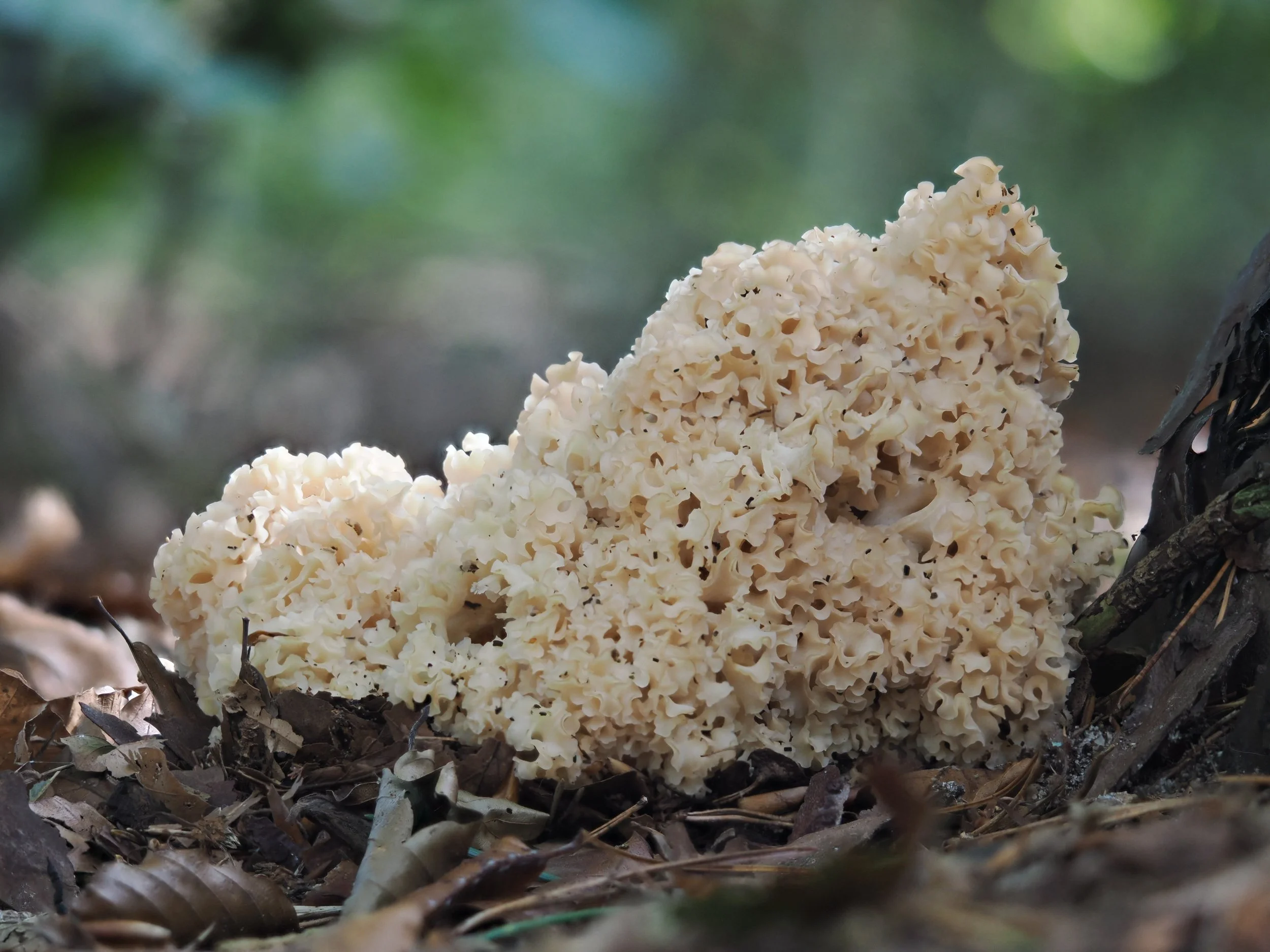 Is het een badkamerspons of herfstgerecht, nee het is de Sponszwam.