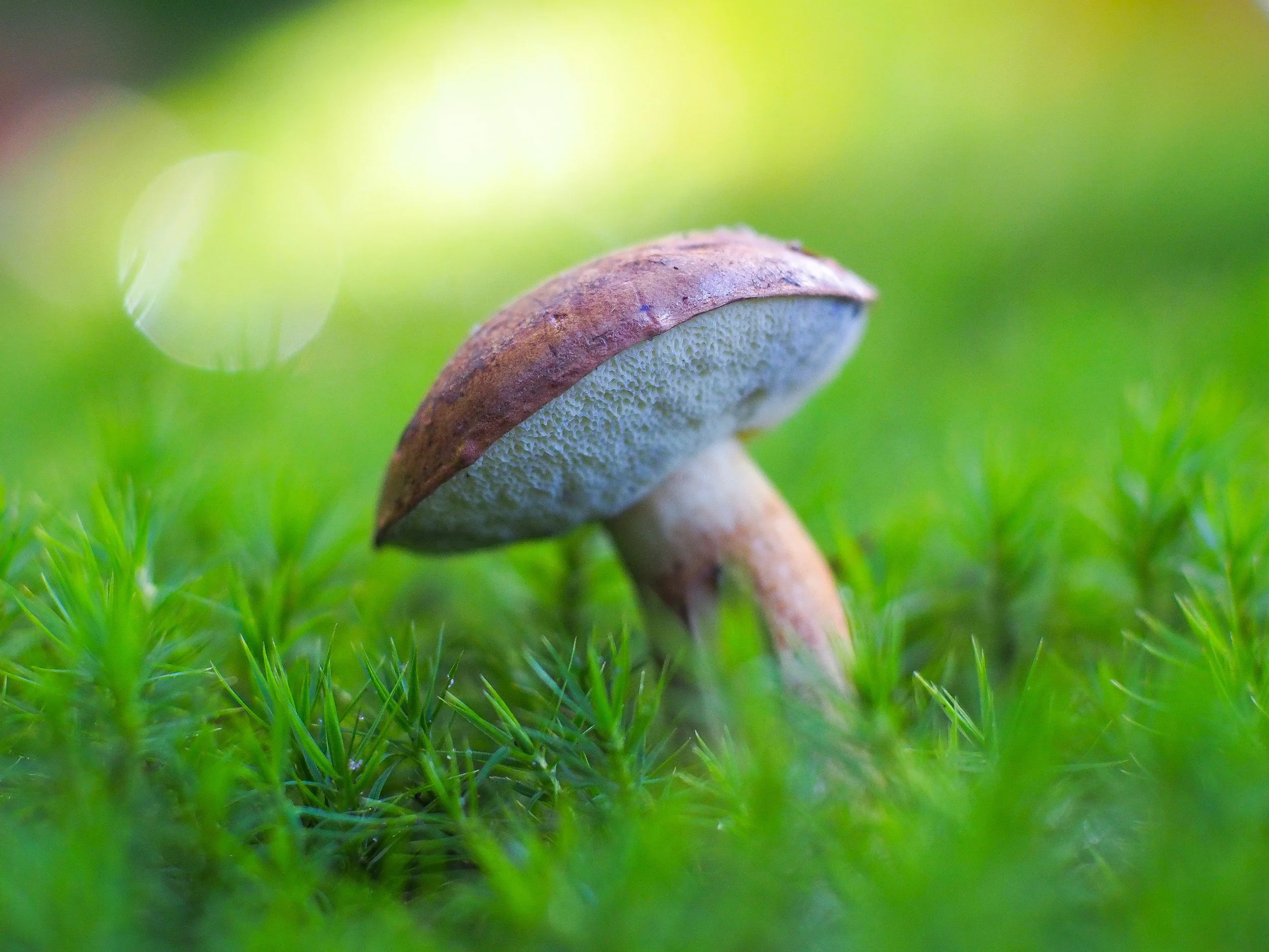 Van bruin bolletje tot blauwe verrassing: dit is de Boleet.