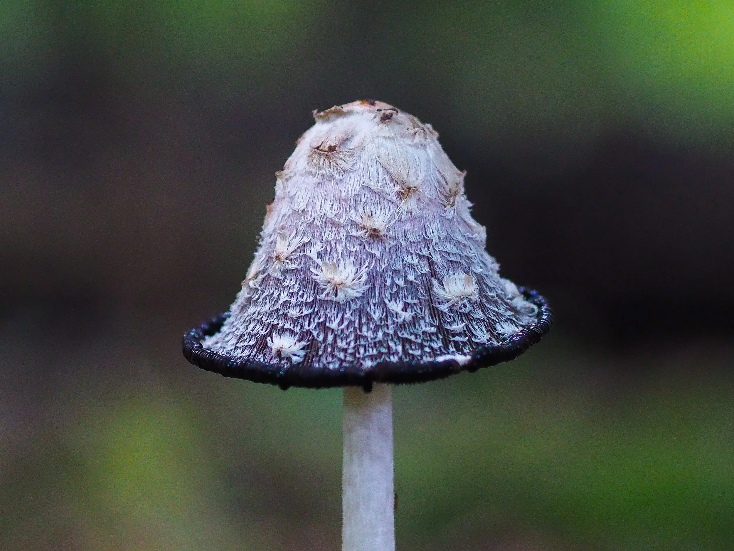 rzandvliet_inktzwam614C49AE-70CB-4E79-9D36-6CF7426EE5F2 2.JPEG