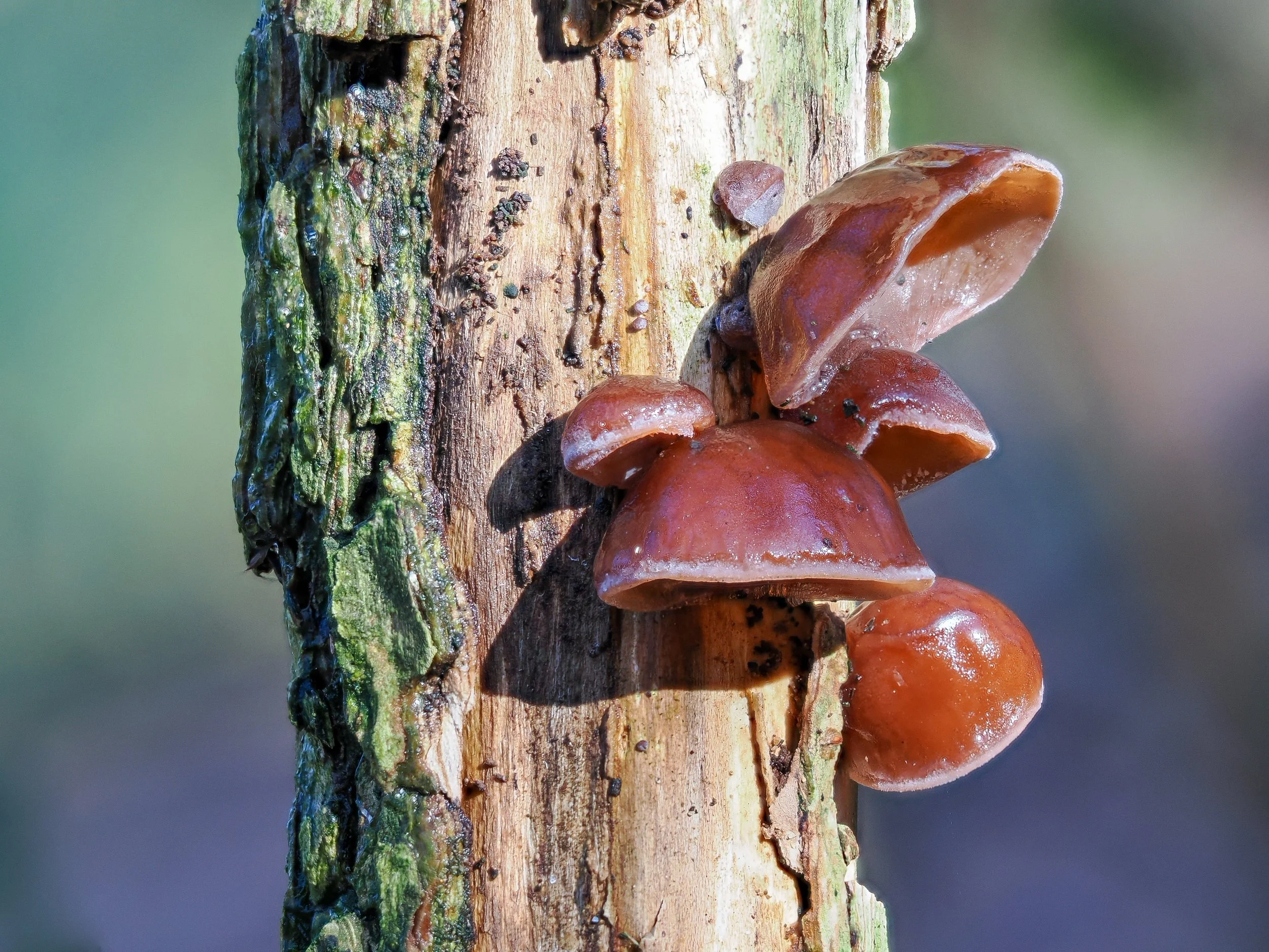 Glibberig, geneeskrachtig en een tikje dramatisch: dit is het Judasoor.