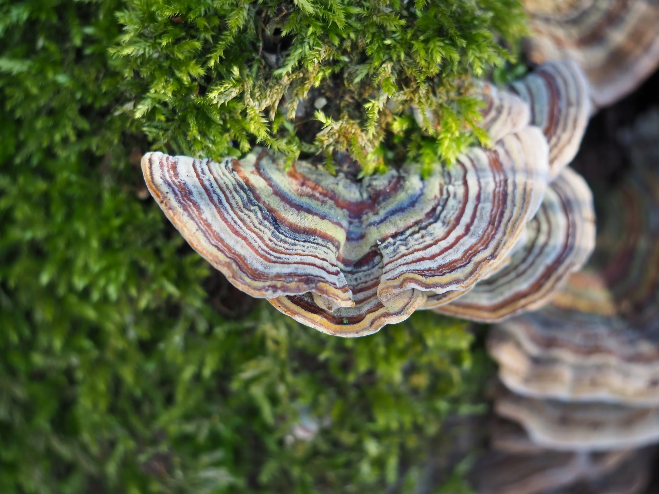 Kleurrijk en gemaakt door sprookjes: dit is het Elfenbankje.