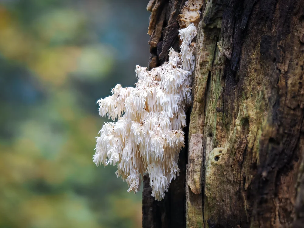 8. Kammetjespruikzwam