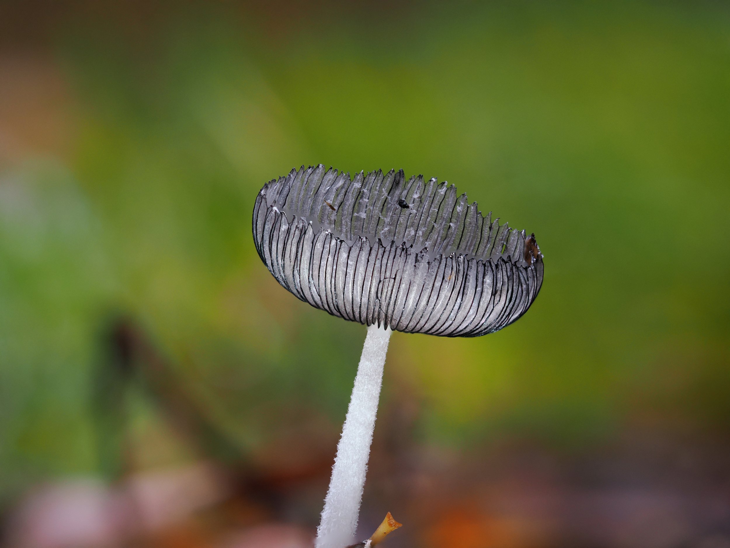 Een fluwelen verschijning met een kort leven: dit is het Hazenpootje.
