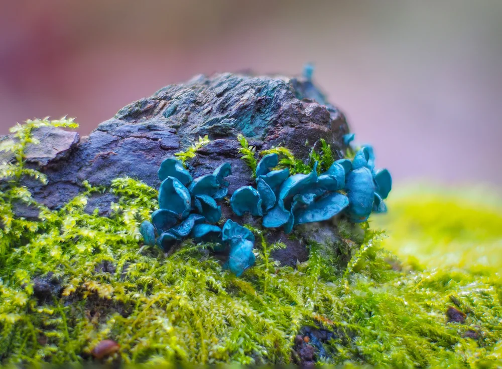 10. Kopergroene Bekerzwam