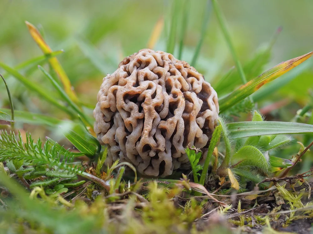 6. Hersenkronkelmorielje