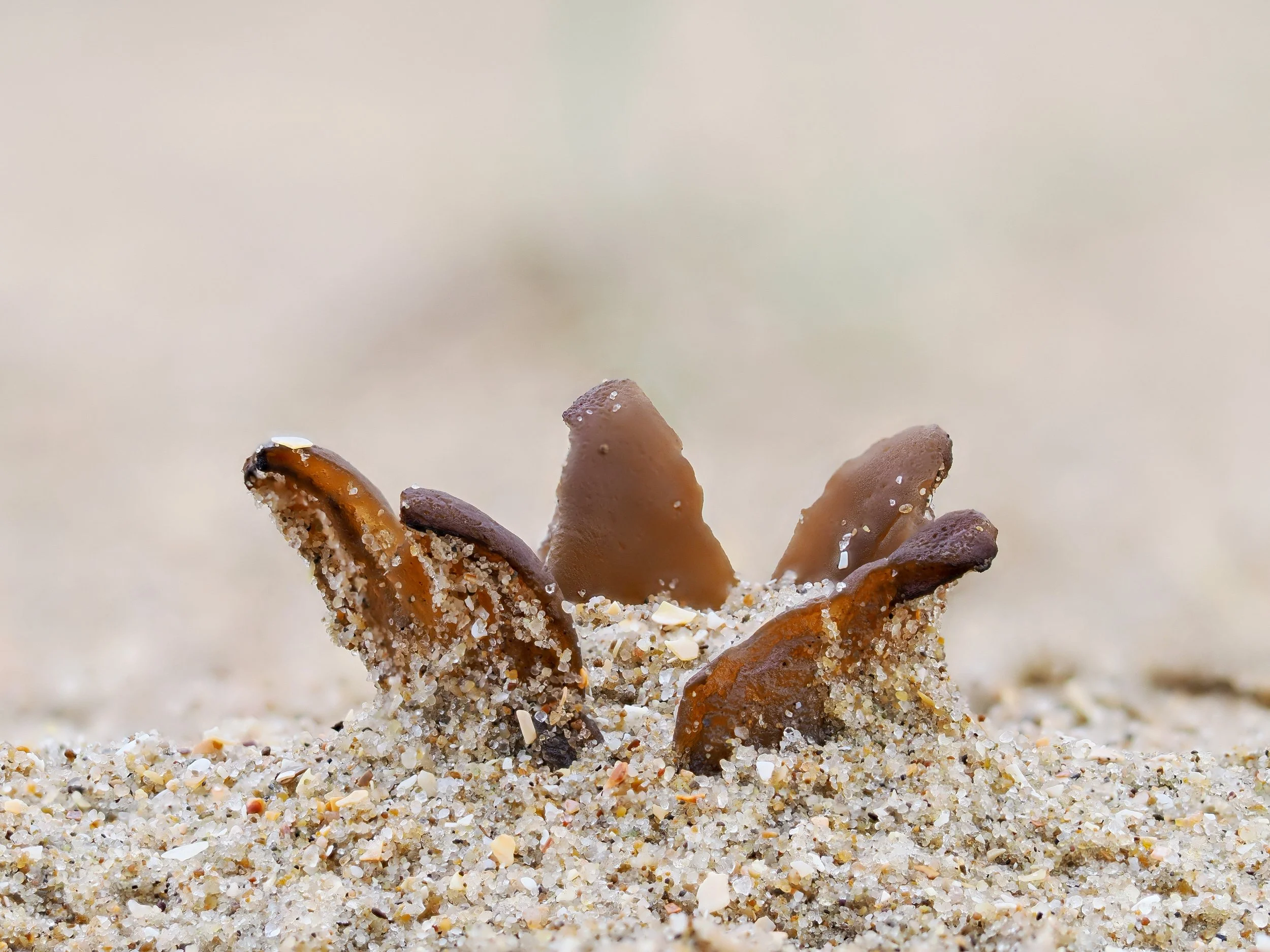 Verstopt tussen het duinzand: dit is het Zandtulpje.