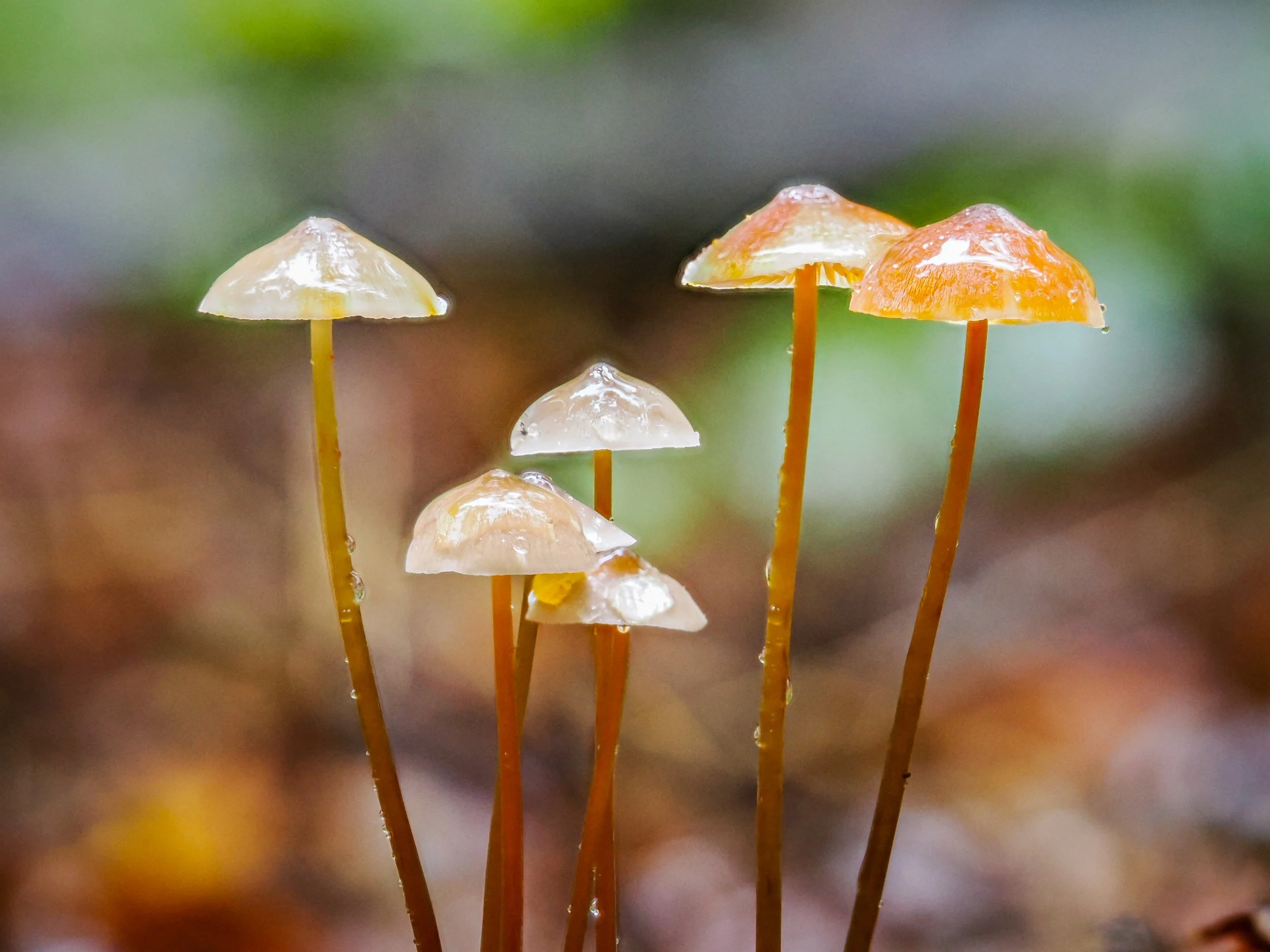 rzandvliet_mycena9F2FF5F3-BB99-4DDD-9D90-9DD265F16851.JPEG