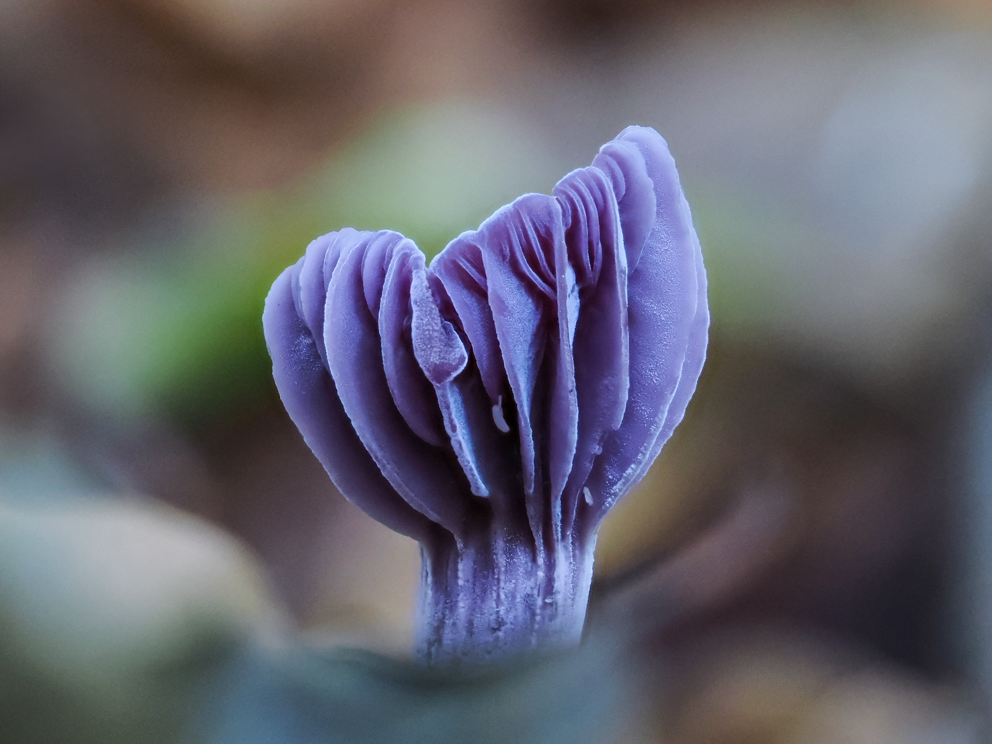 rzandvliet_amethistzwam70085EFF-B6D5-4168-BC0A-07837BDABF1E 2.PNG