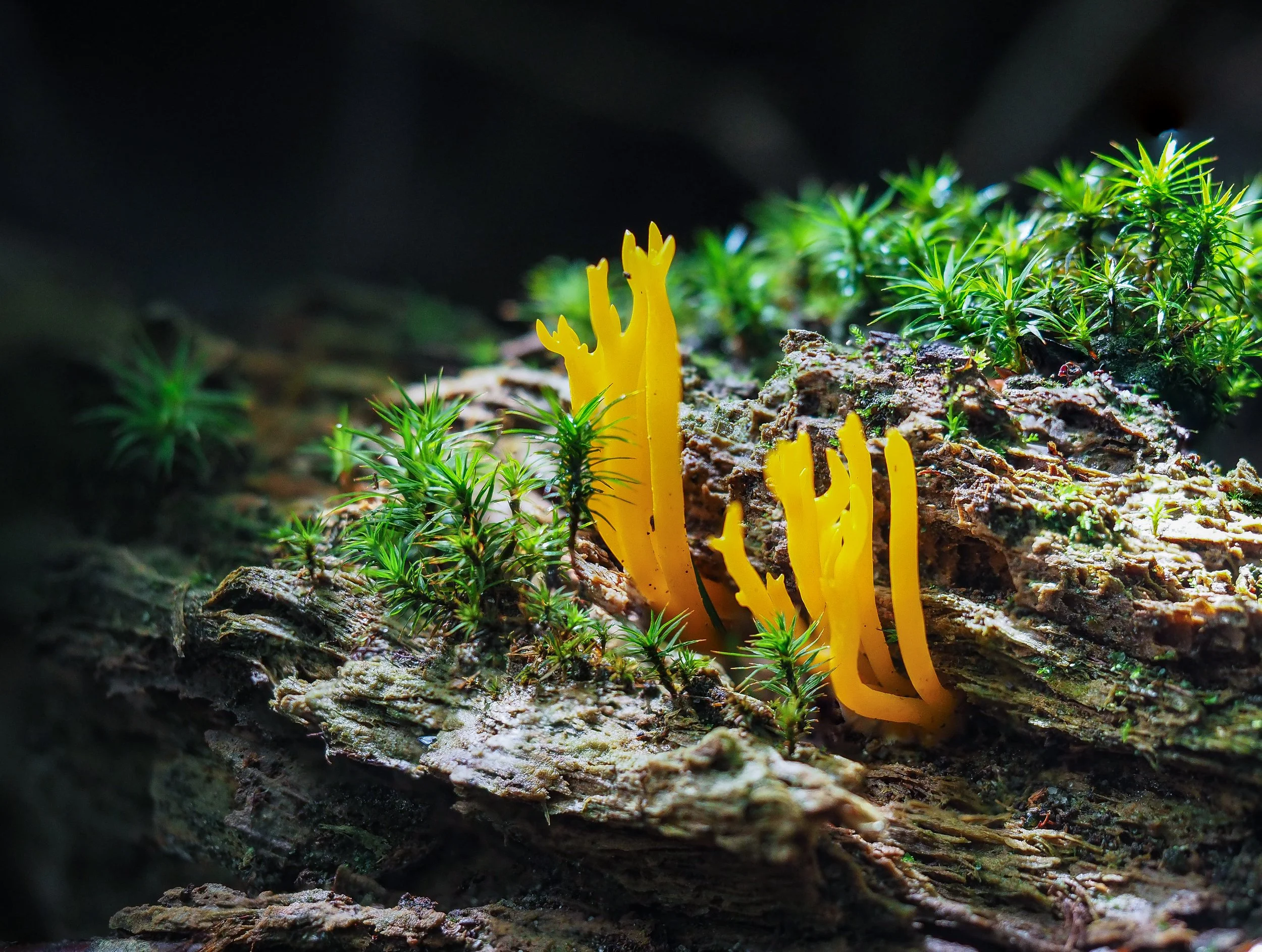 Tussen de bladeren groeit een stukje oceaan: dit is de Koraalzwam.