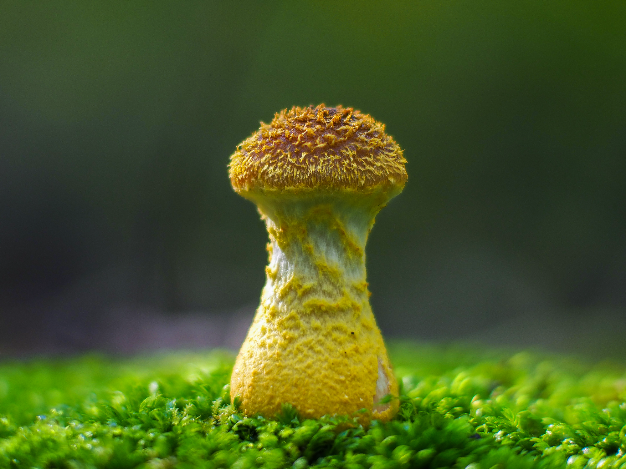 De paddenstoel die hele bomen sloopt: dit is de Honingzwam.