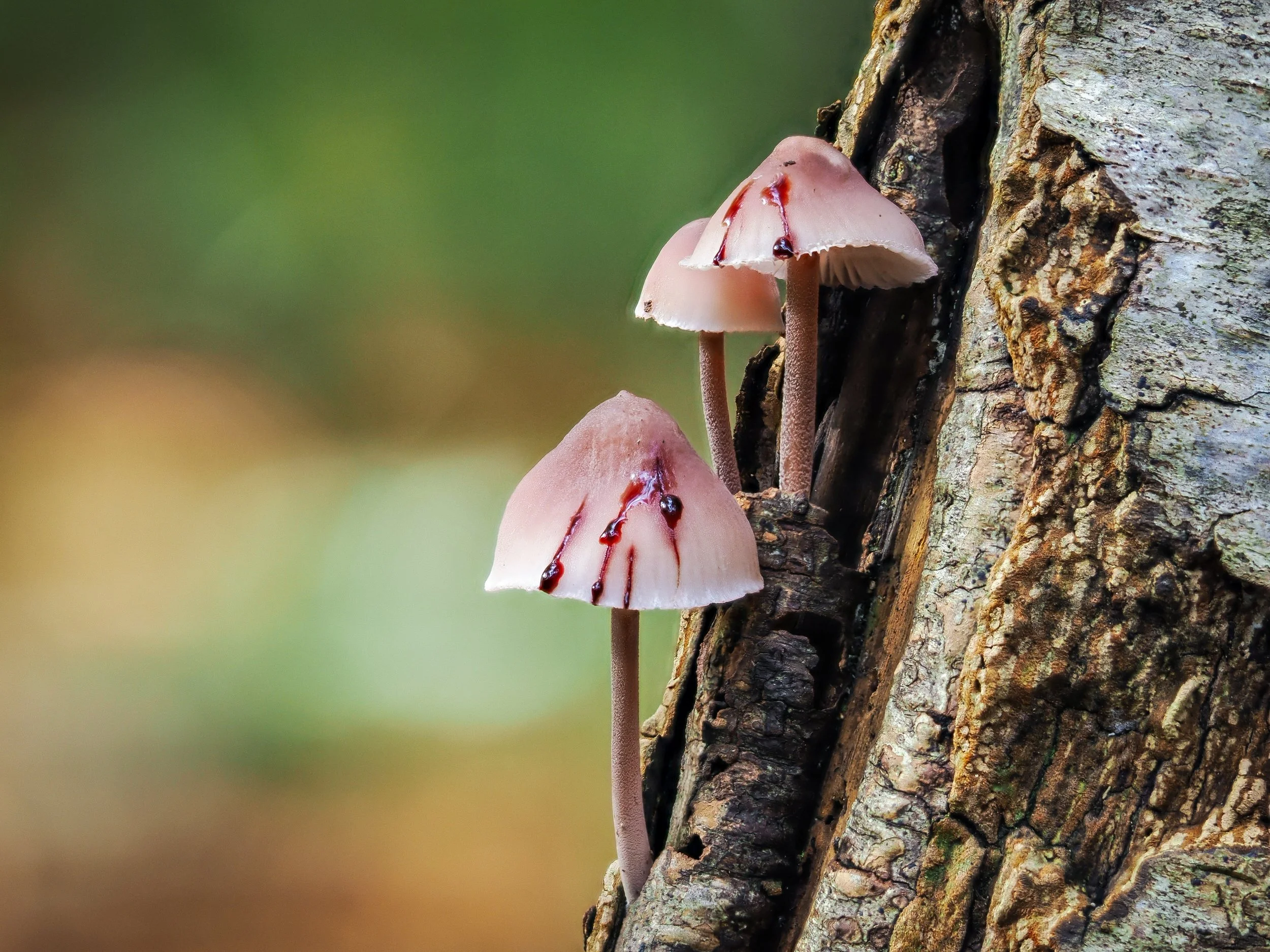 rzandvliet_mycenaB0BEE0FE-08B0-479C-9EC0-3A713391F862 3.JPEG