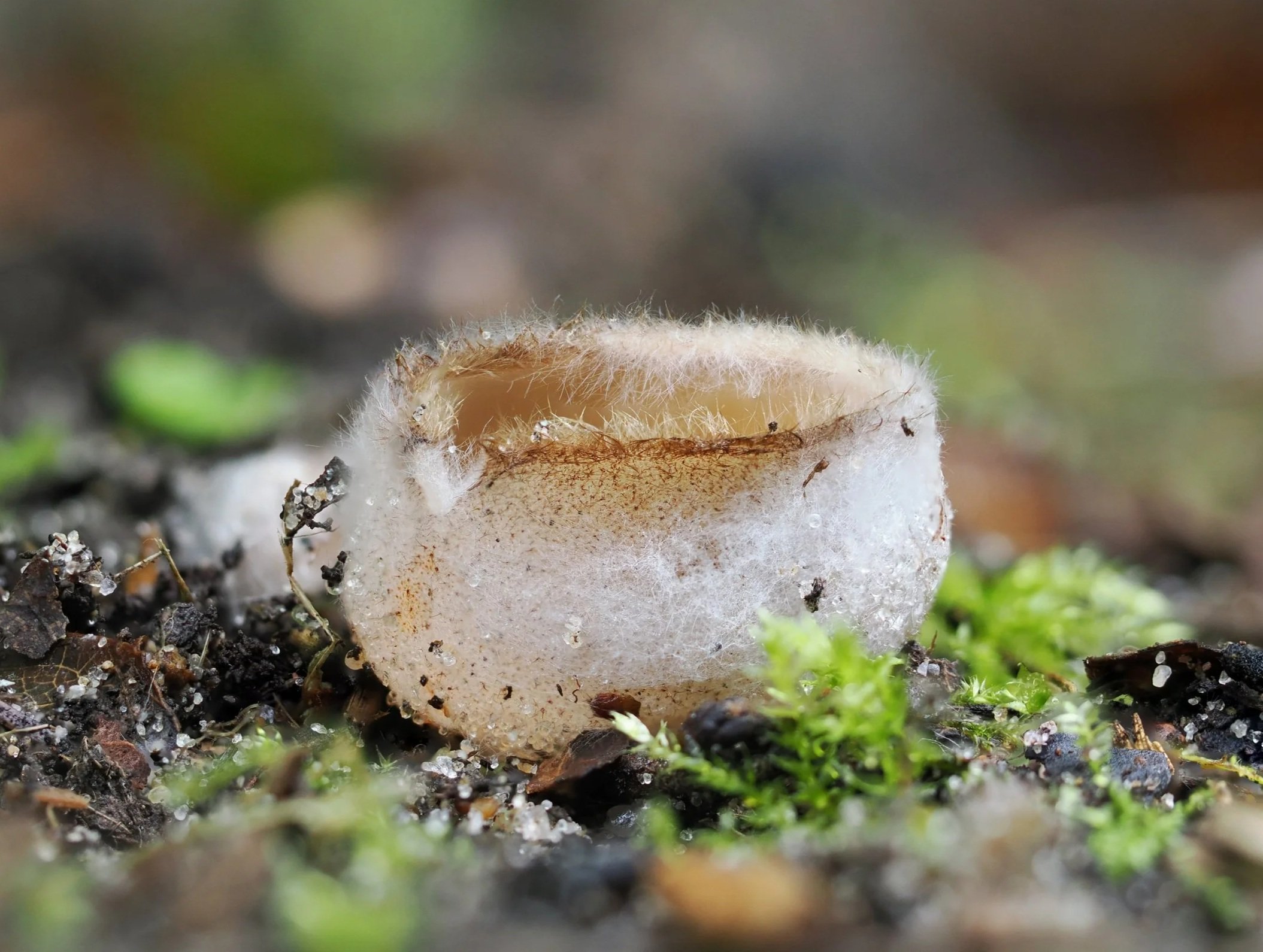 Bekerzwammen: het zijn mini-schoteltjes vol sporen.