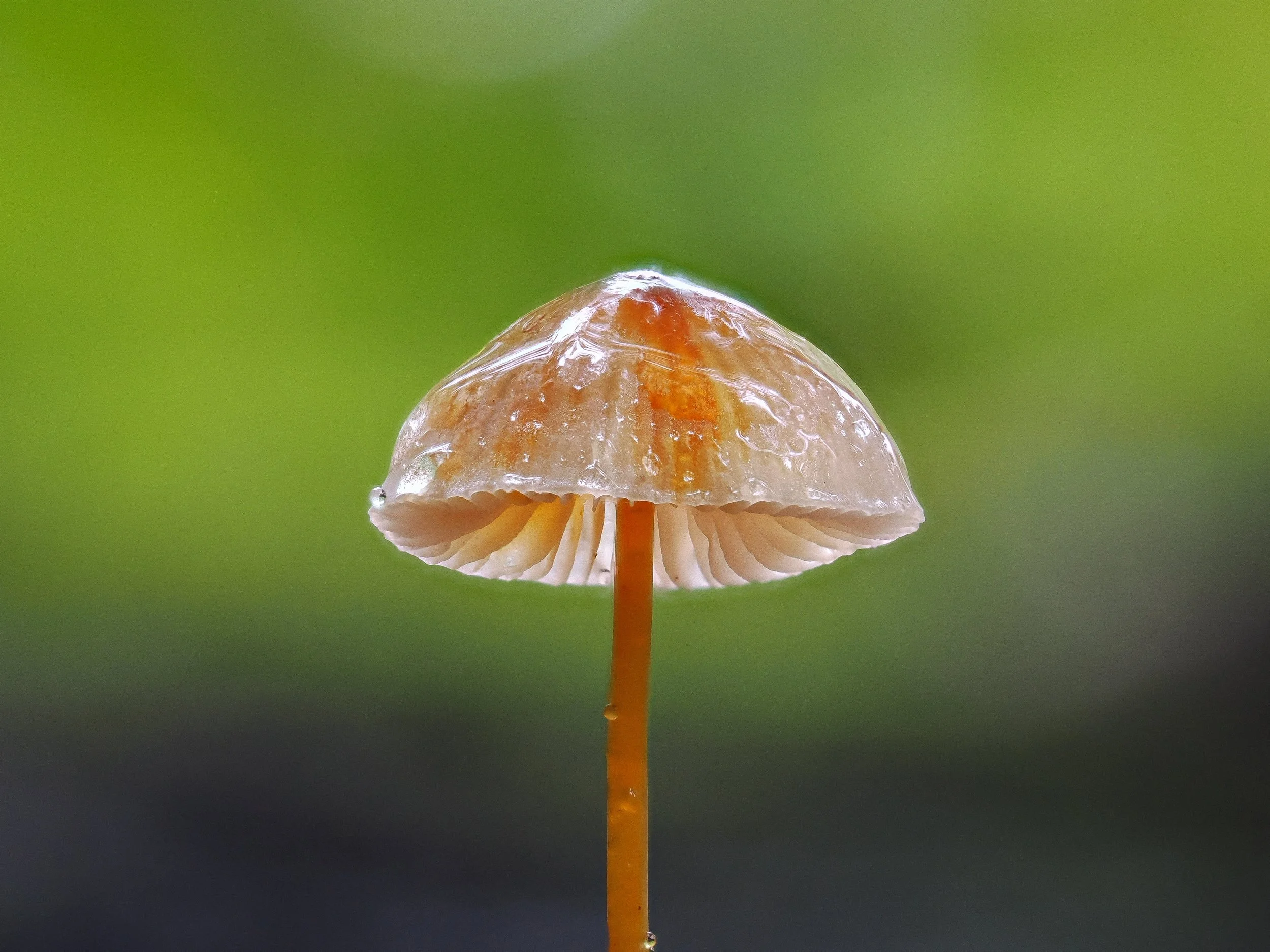 rzandvliet_mycena018B93C8-9EC8-47A8-9C03-17CCD4EA9897.JPEG