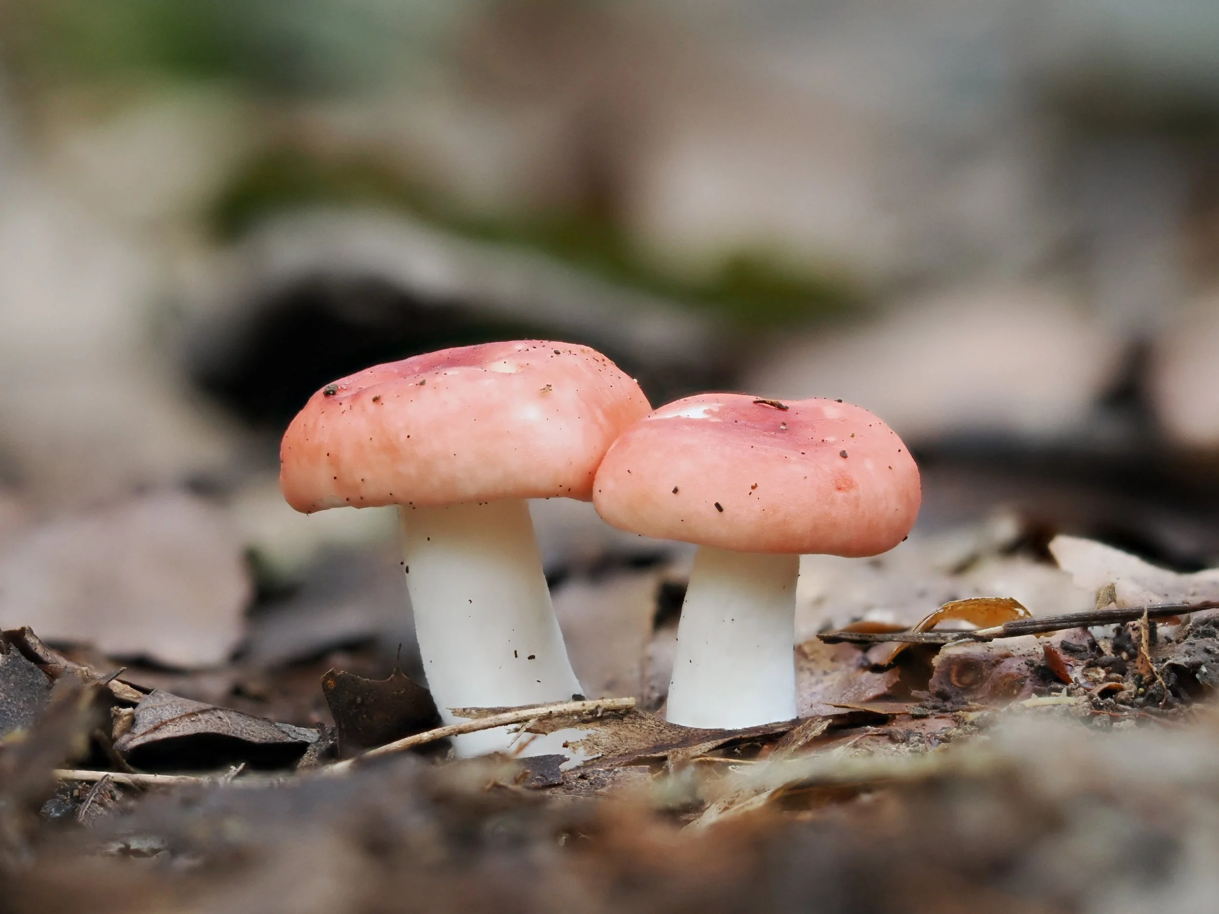 Kleurig, kruimelig, pittig én soms eetbaar - dit is de Russula.